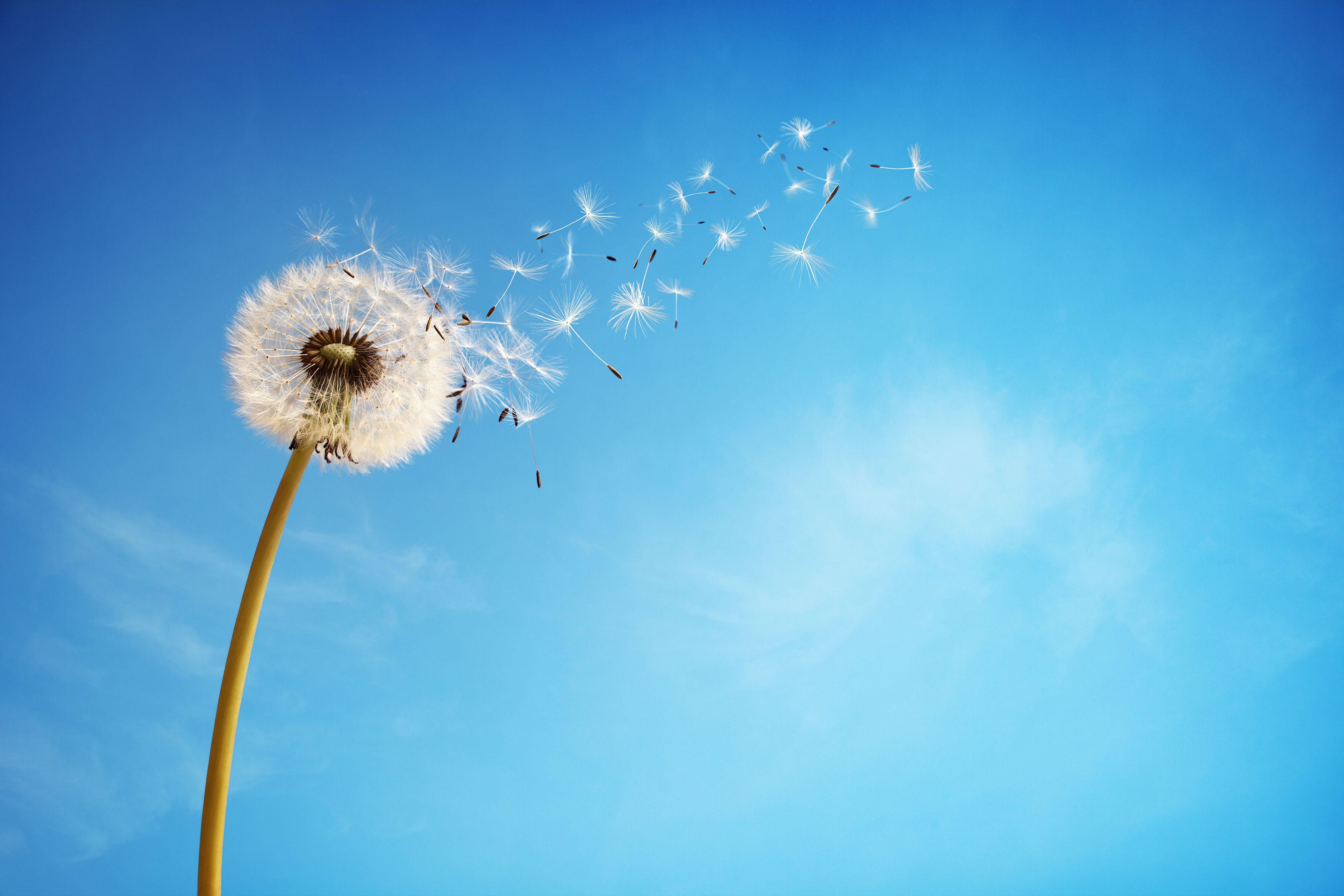 4000x2667 #Blue sky, #Dandelion flower, K, #Florets. Flowers