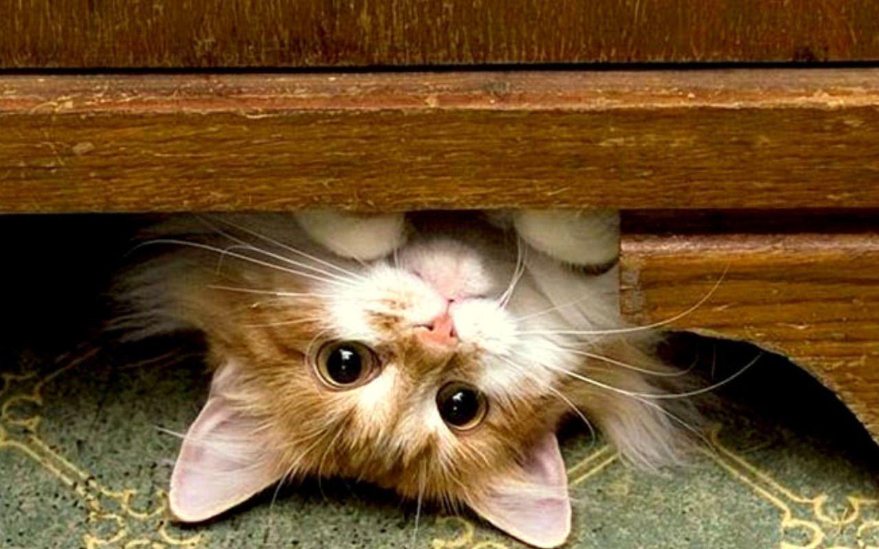 1280x800 Kitten Wallpaper (42)