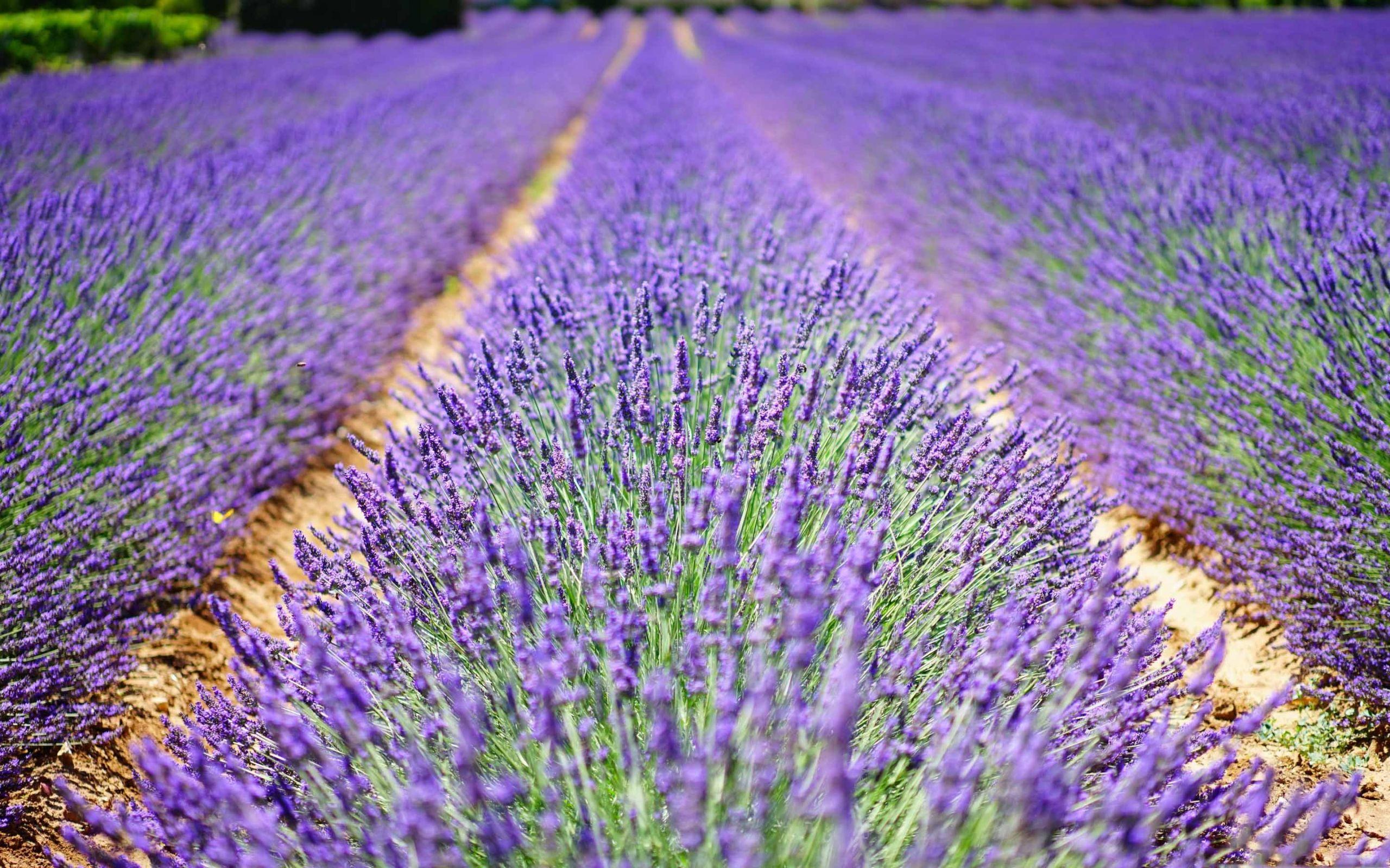 Lavender Flower Wallpapers Top Free Lavender Flower Backgrounds WallpaperAccess