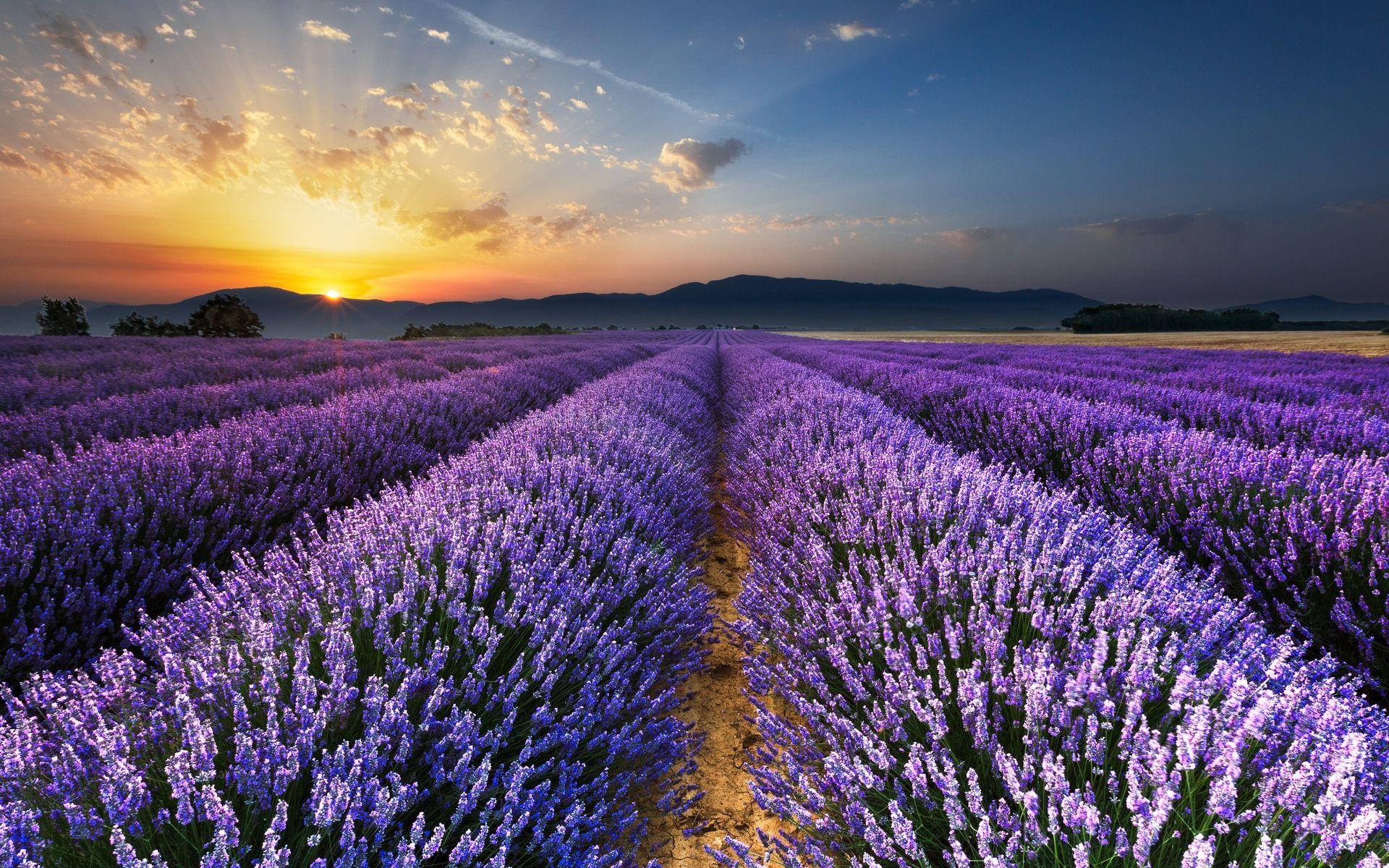 1920x1200 Download wallpaper 1920x1200 lavender, field, flowers, horizon