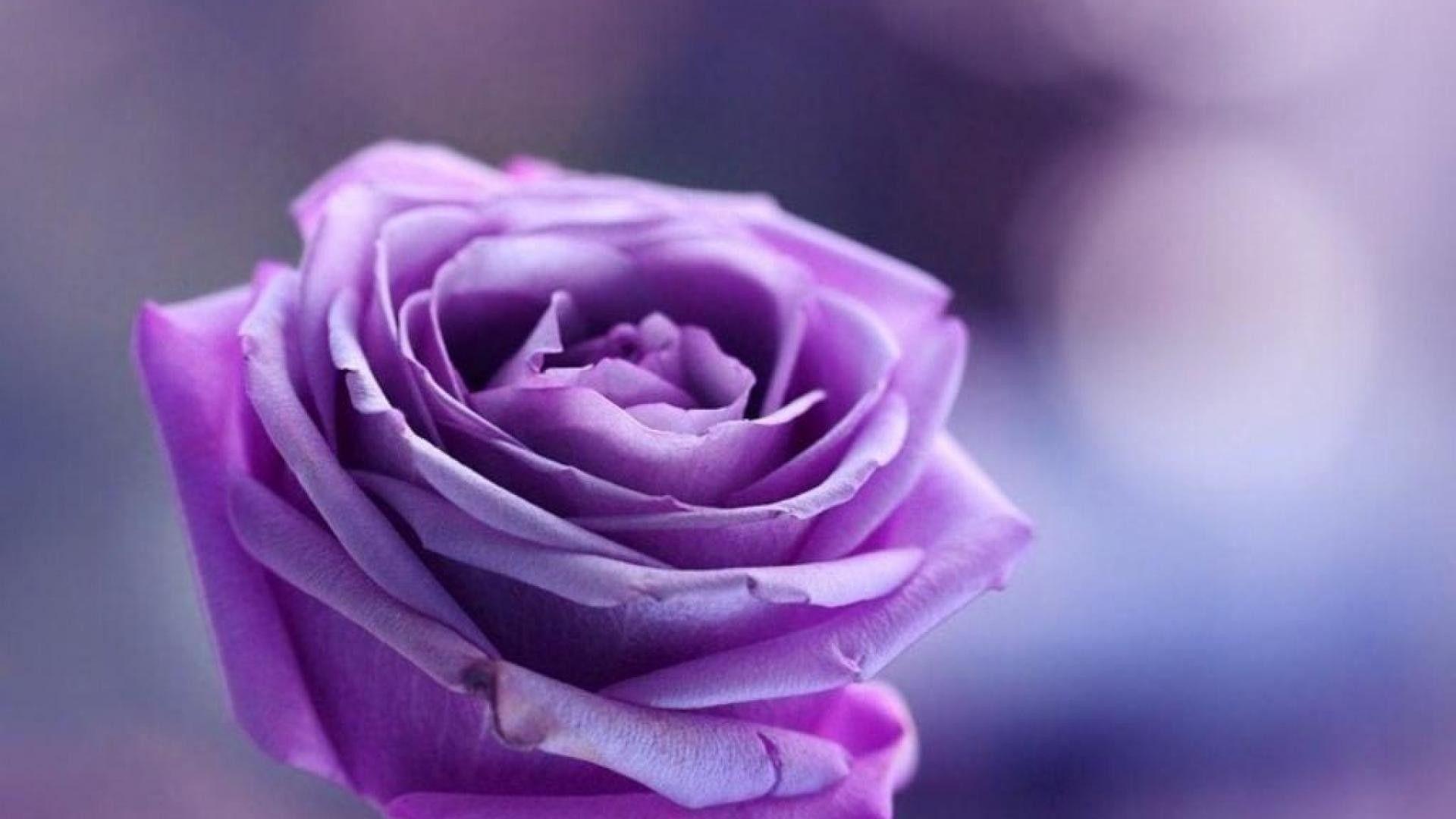 1920x1080 Purple Rose Background