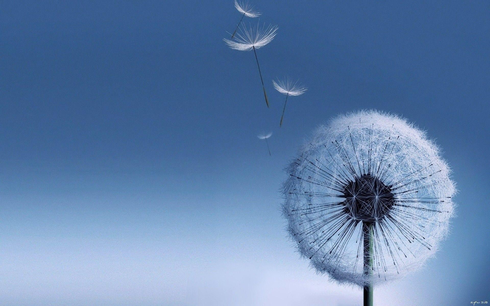 1920x1200 Dandelion Wallpaper