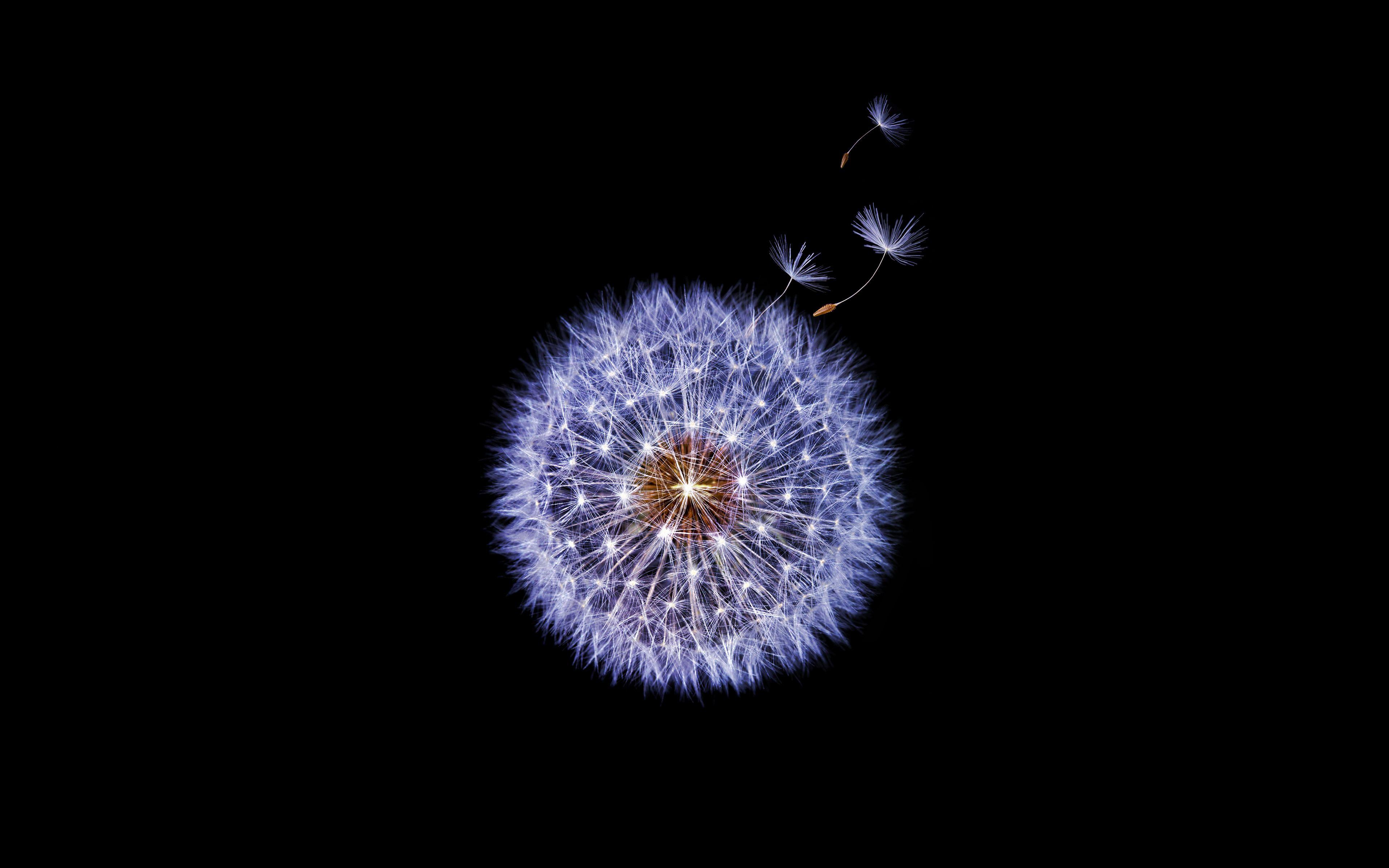 3840x2400 Dandelion flower Samsung Galaxy S9 Stock Wallpaper, HD Flowers 4K