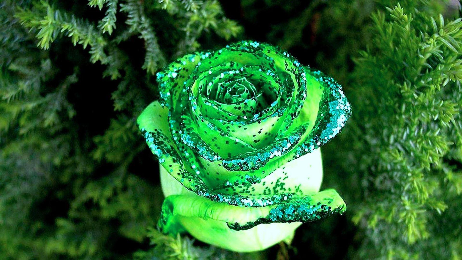 Hd Green Rose