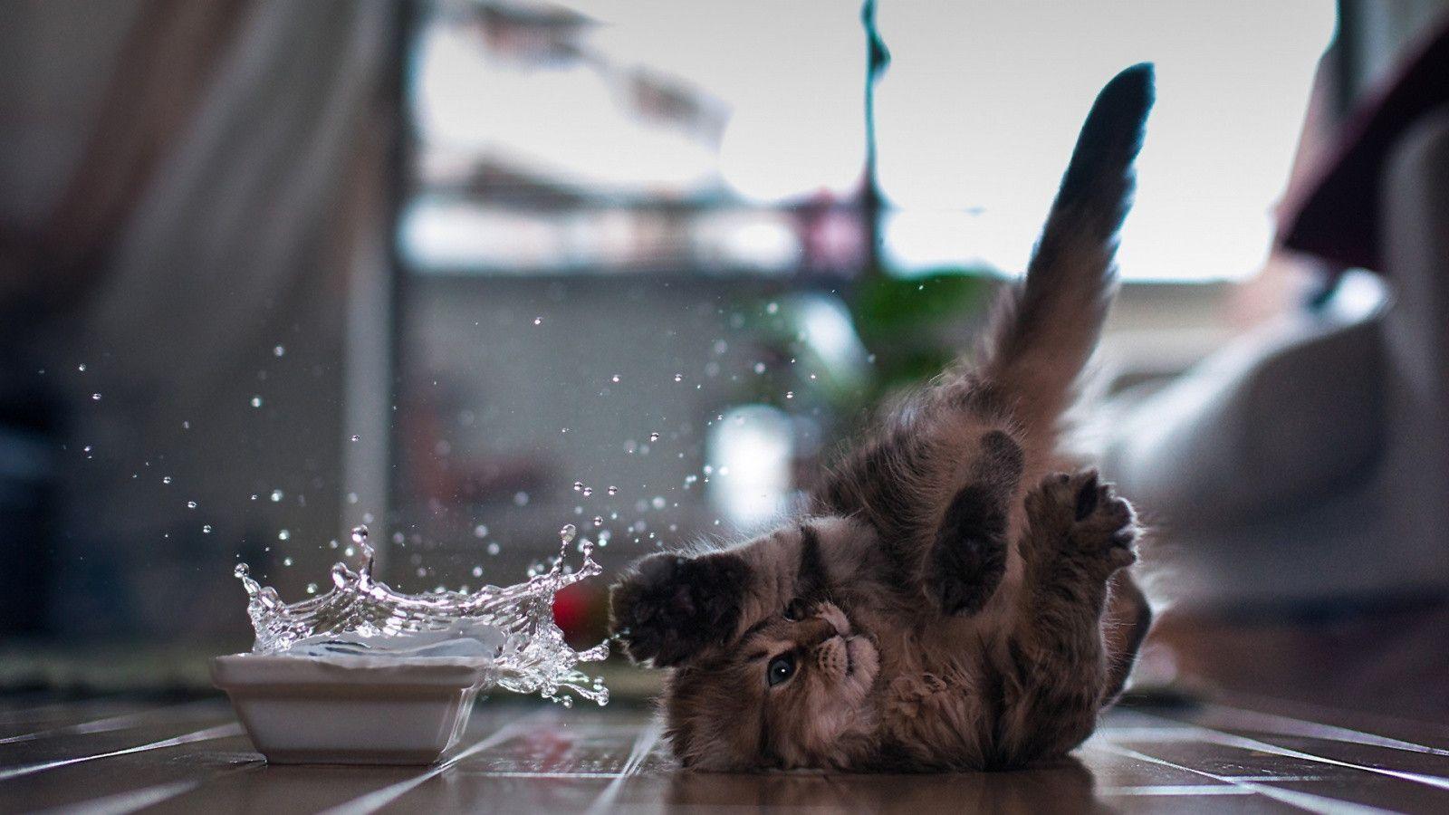 1600x900 Funny Kitten Wallpaper