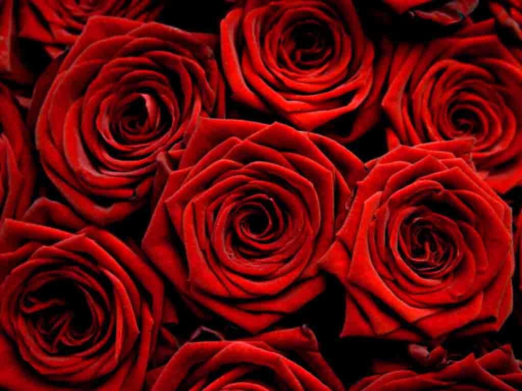 Red Roses HD Wallpapers - Top Free Red Roses HD Backgrounds -  WallpaperAccess