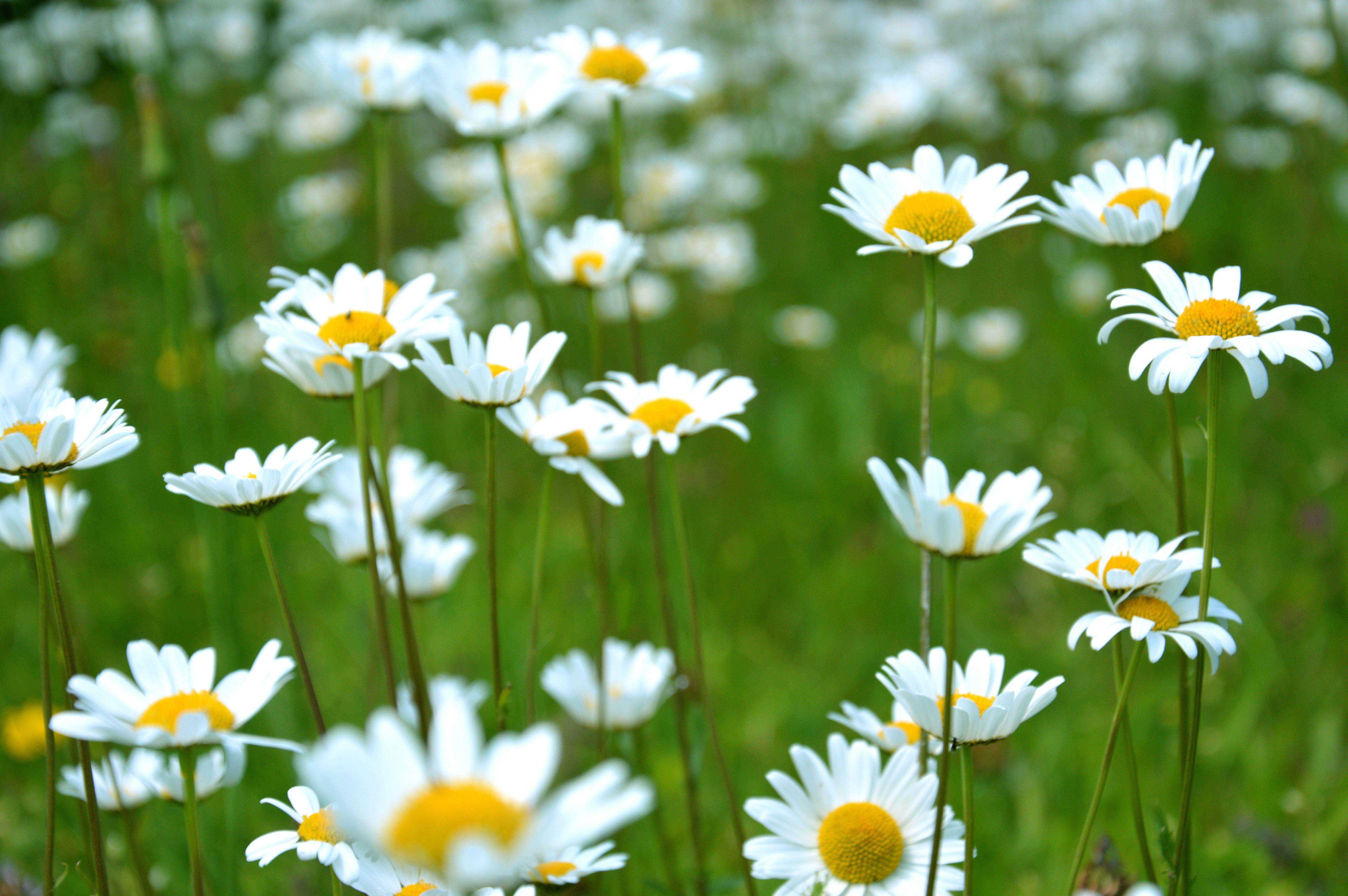 6016x4000 6016x4000 #austria, #bloom, #olbendorf, #flora, #plant, #spring, #daisy, #flower background, #wild floewrs, #flower, #white flower, #petal, #flower wallpaper, #PNG image, #daisies, #spring flowers, #wallpaper, #blossom, #floral background