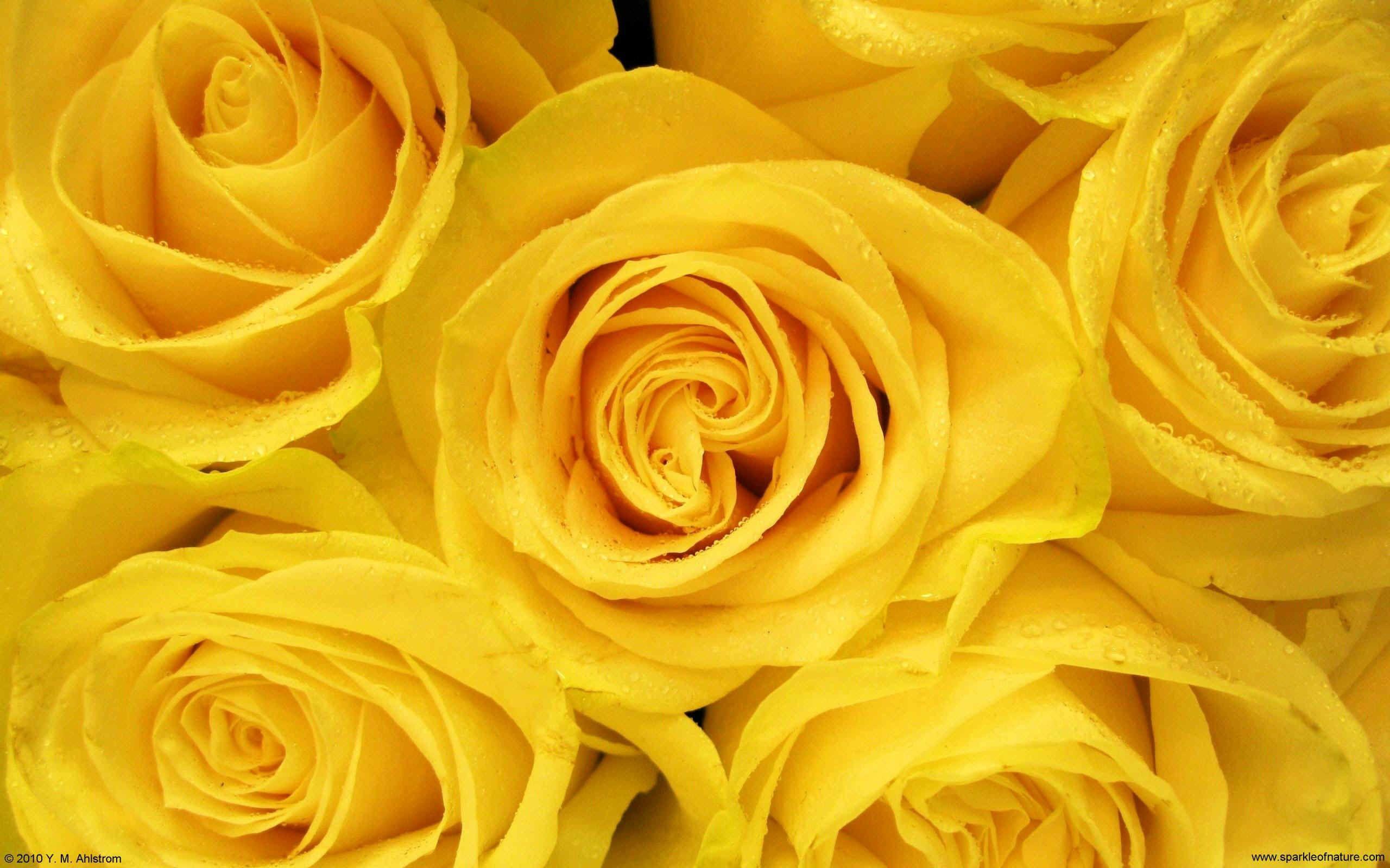 yellow rose wallpaper for desktop full size