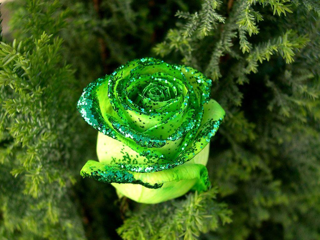 most beautiful images of green roses