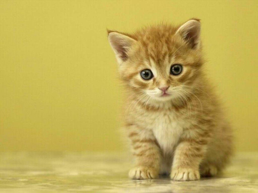 1024x768 Cute Kitten Wallpaper for Desktop