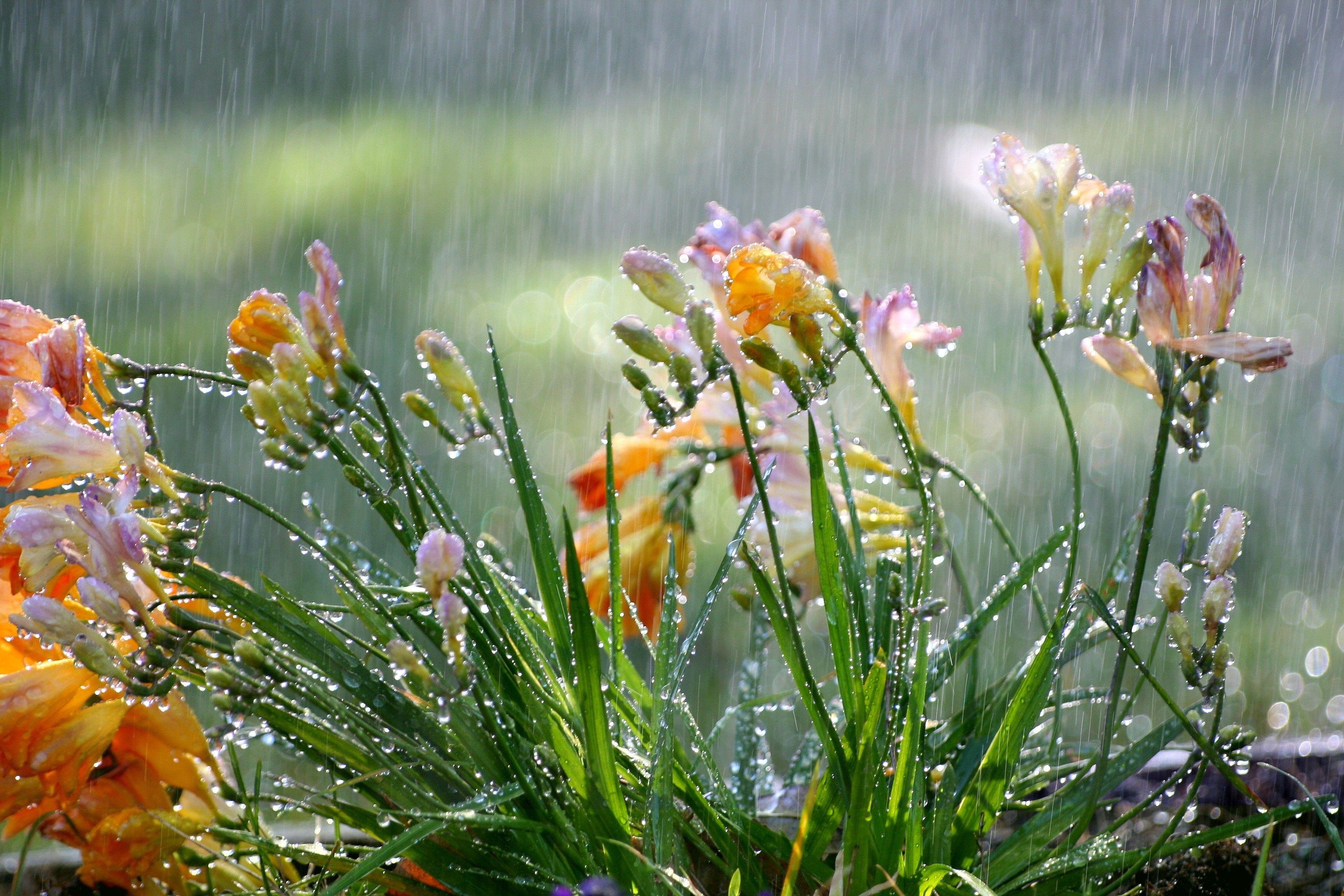 Открытки с дождливым весенним утром. Цветы дождя. Летний дождь.
