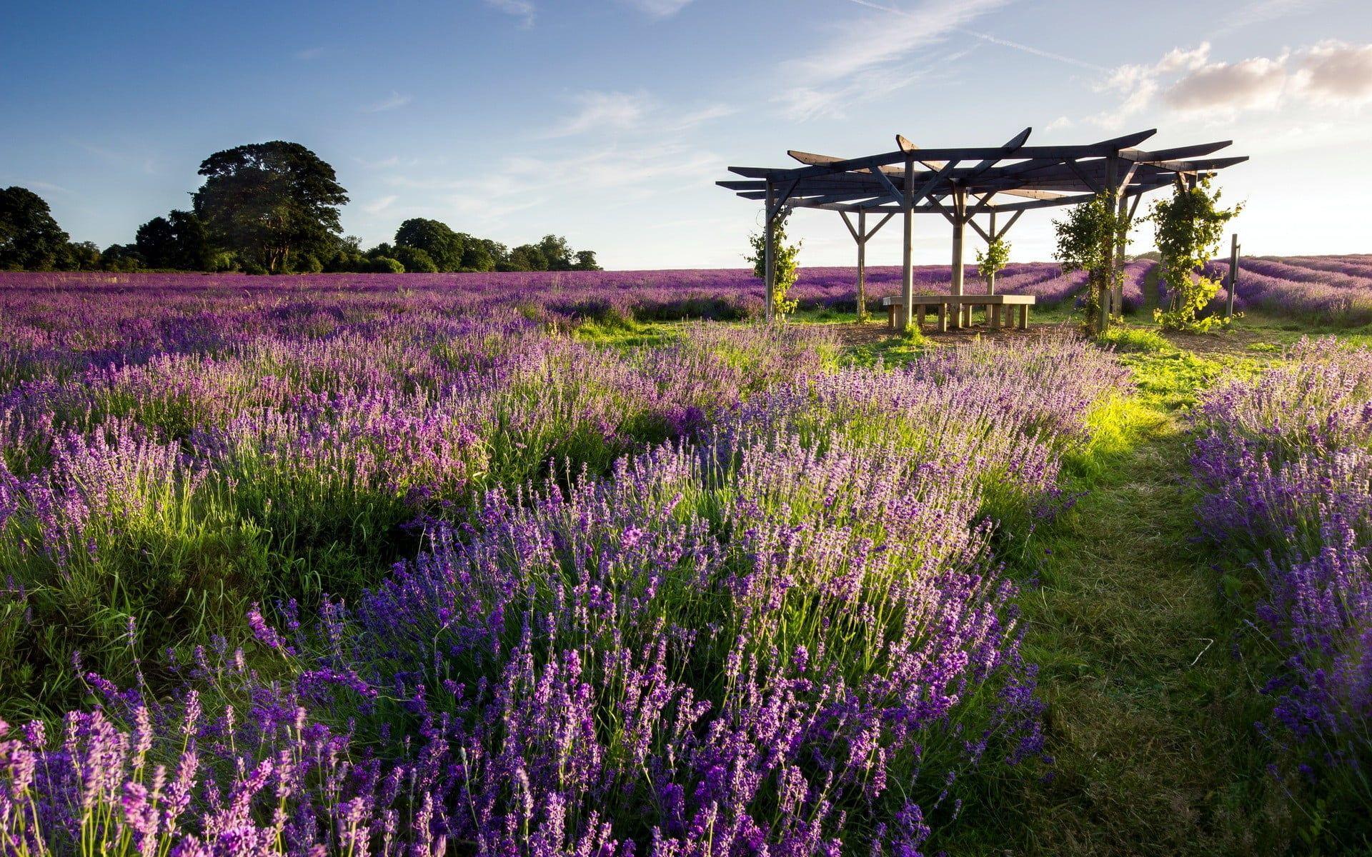 1920x1200 Field of lavender flower, lavender, purple flowers, field, gazebo