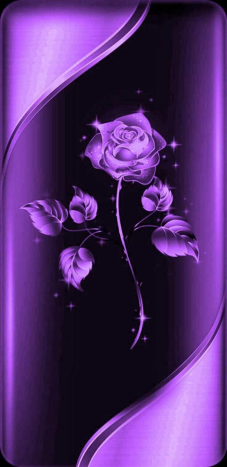 736x1512 Purple rose iPhone case. Cellphone wallpaper background, Blue roses wallpaper, Purple roses wallpaper