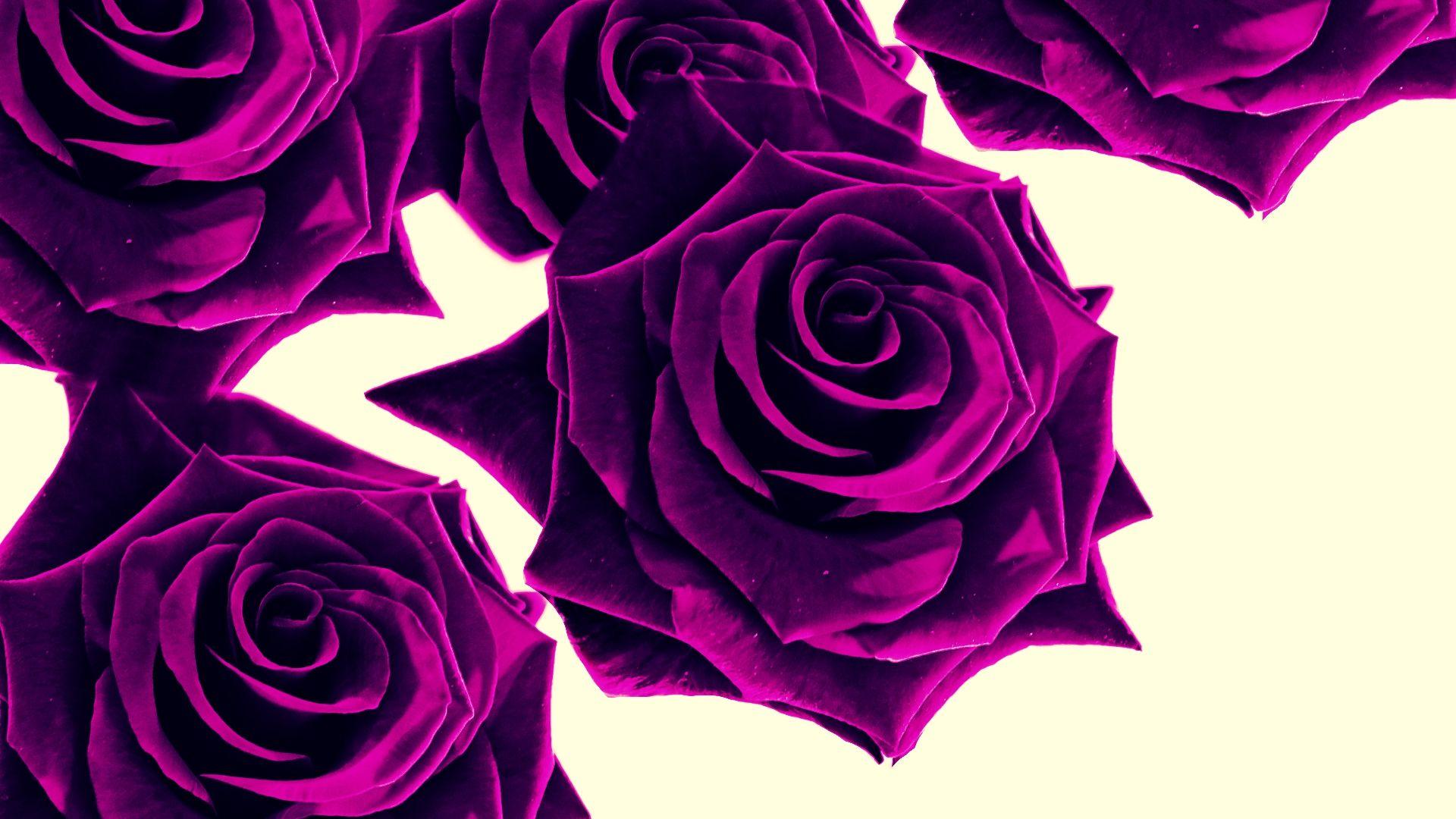 1920x1080 Free download Purple Roses Wallpaper High Definition