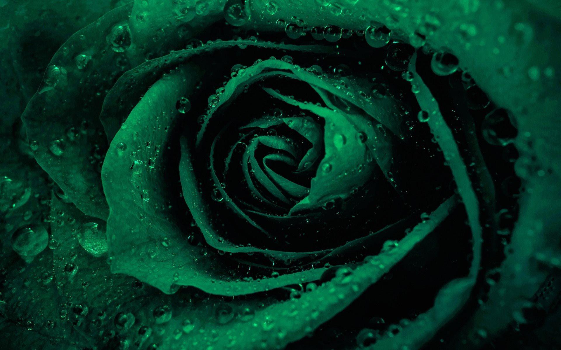 638,610 Green Rose Stock Photos - Free & Royalty-Free Stock Photos from  Dreamstime