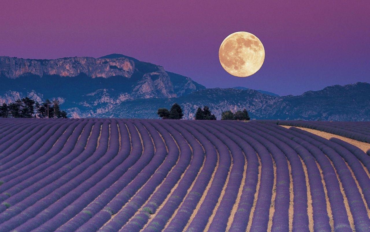1280x804 Full Moon & Lavender Field wallpaper. Full Moon & Lavender Field