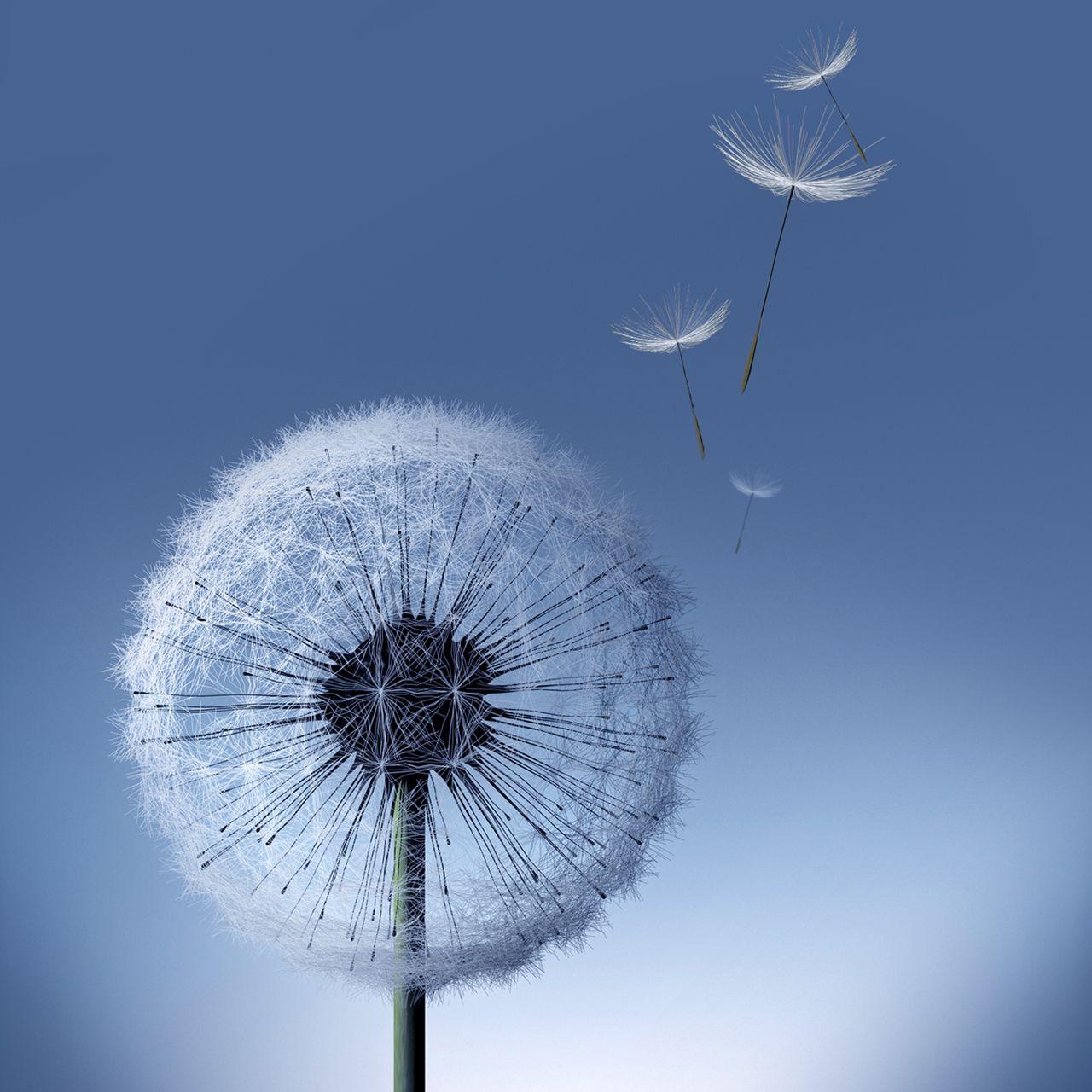 Dandelion HD Wallpapers - Top Free Dandelion HD Backgrounds ...