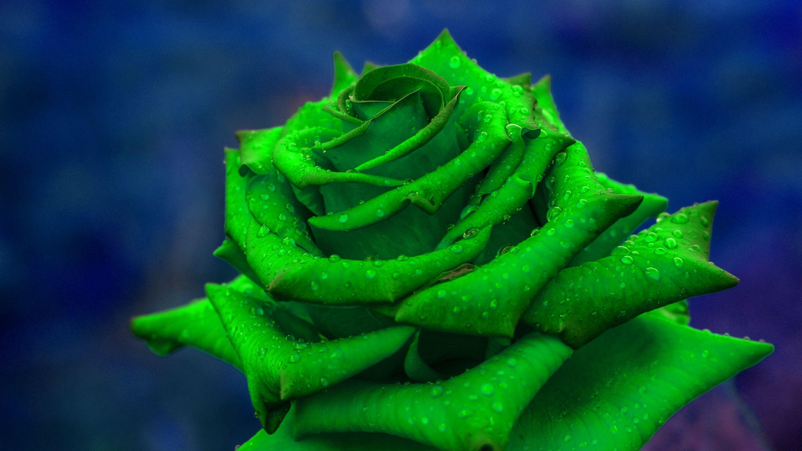 Green Roses Wallpapers - Top Free Green Roses Backgrounds - WallpaperAccess