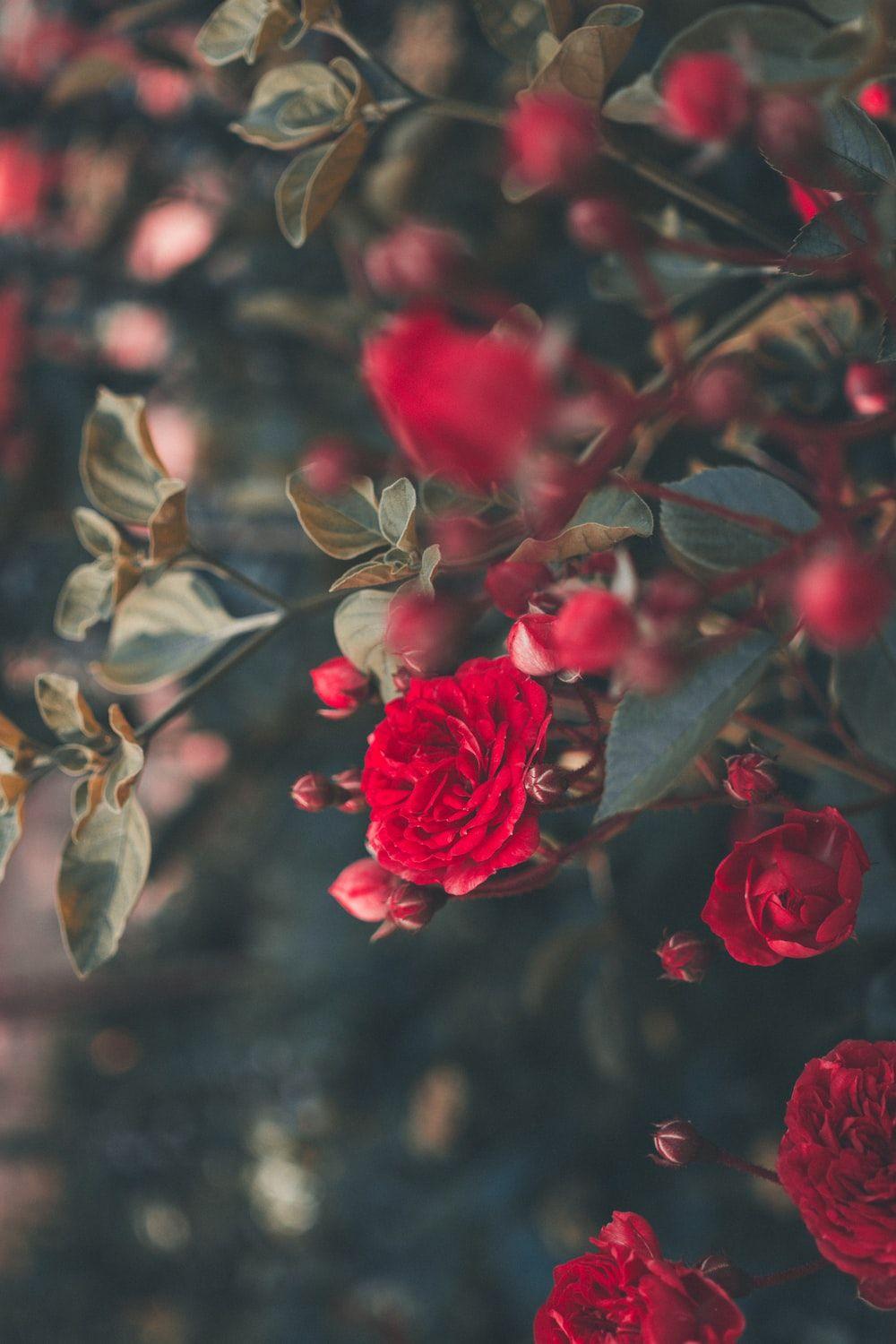 1000x1500 blooming red roses photo