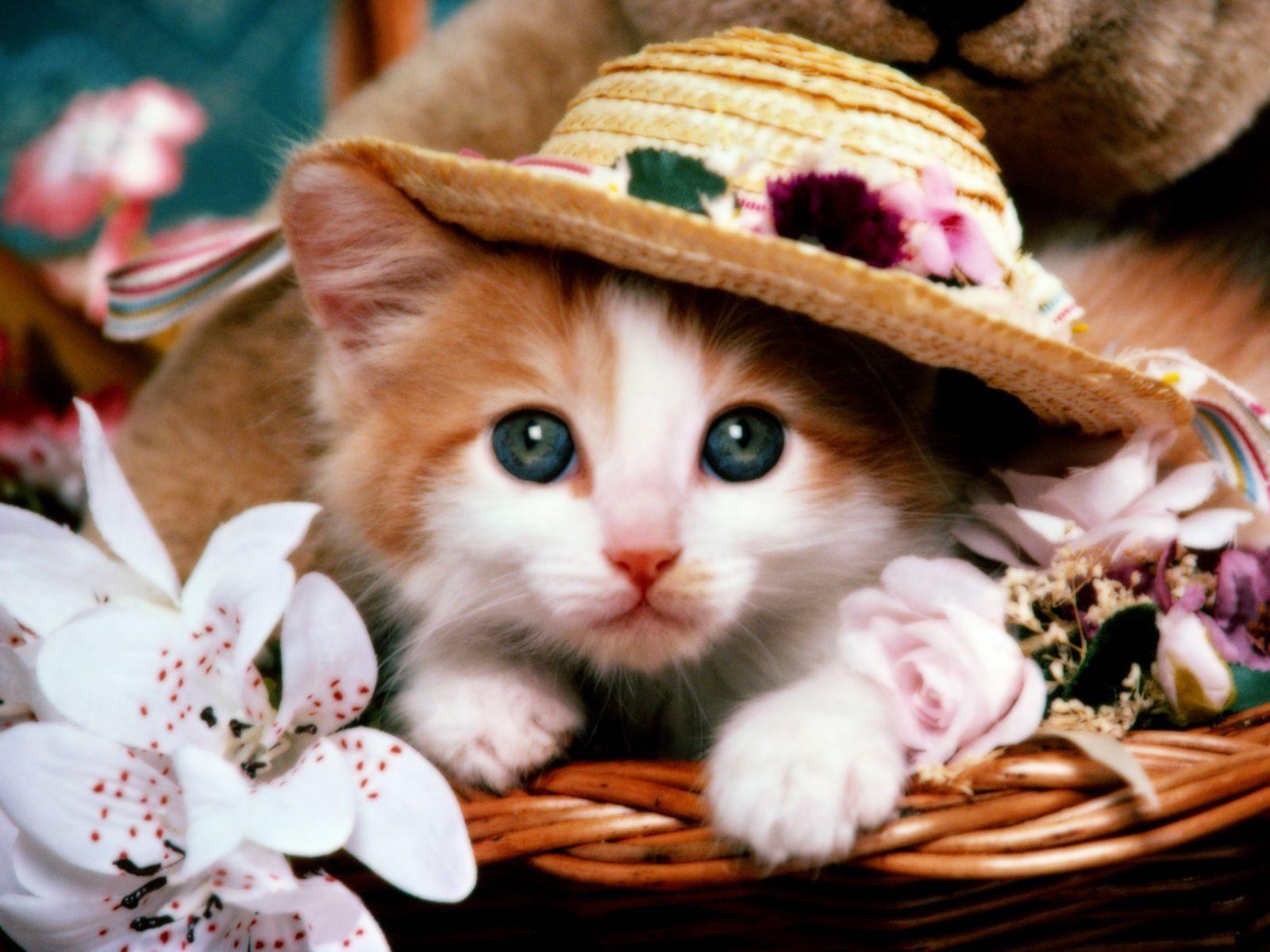 1600x1200 Cute Kitten With Her Lady Flower Cap. HD Animals and Birds