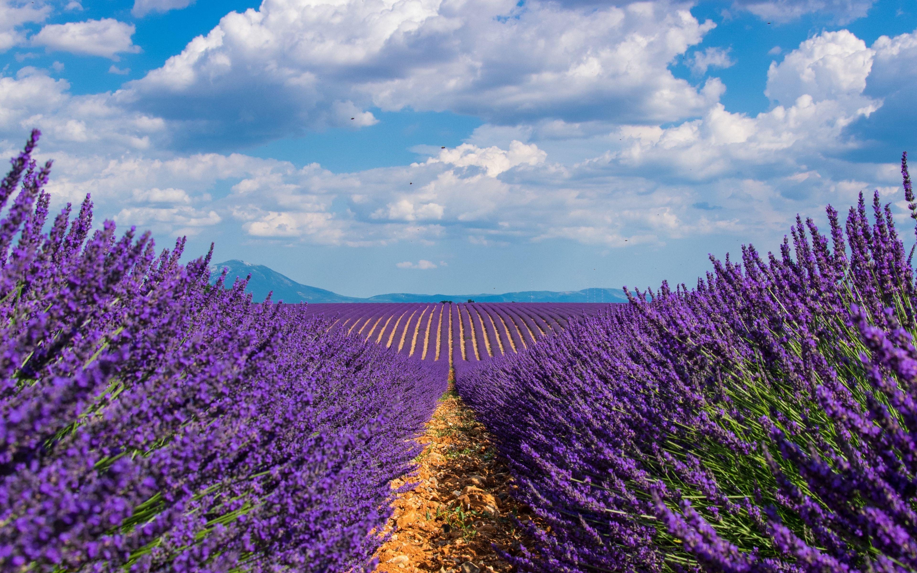 Lavender Fields Wallpapers Top Free Lavender Fields Backgrounds Lavender Fields Wallpapers Top Free Lavender Fields Backgrounds