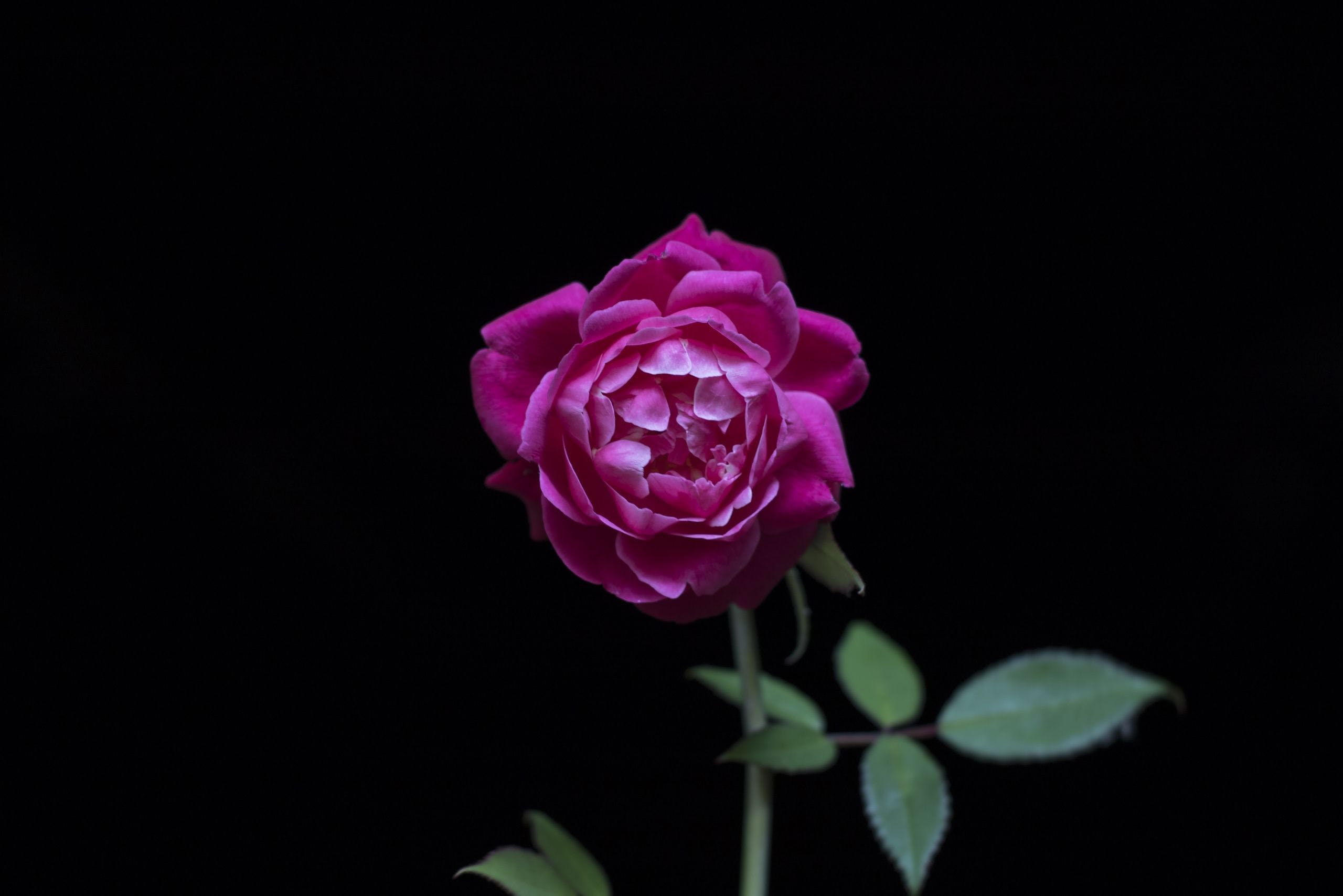 2560x1707 HD Purple Rose Wallpaper