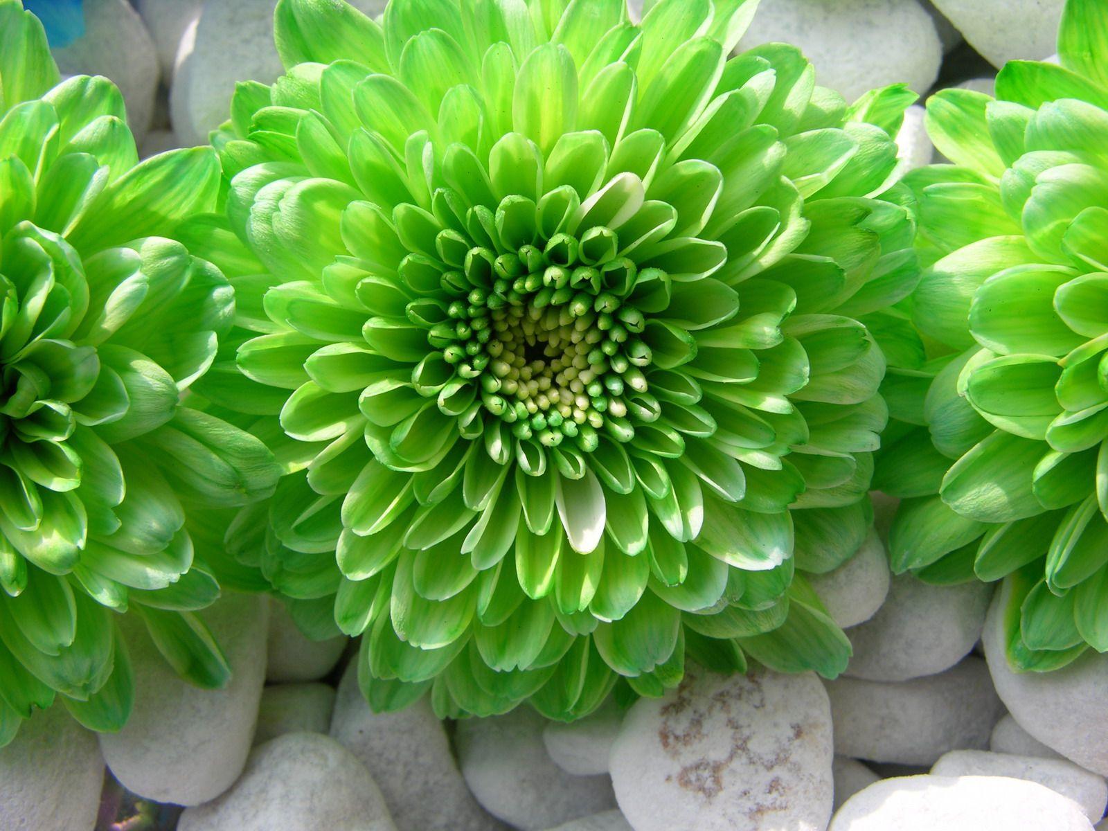 1600x1200 Green Flowers Wallpaper