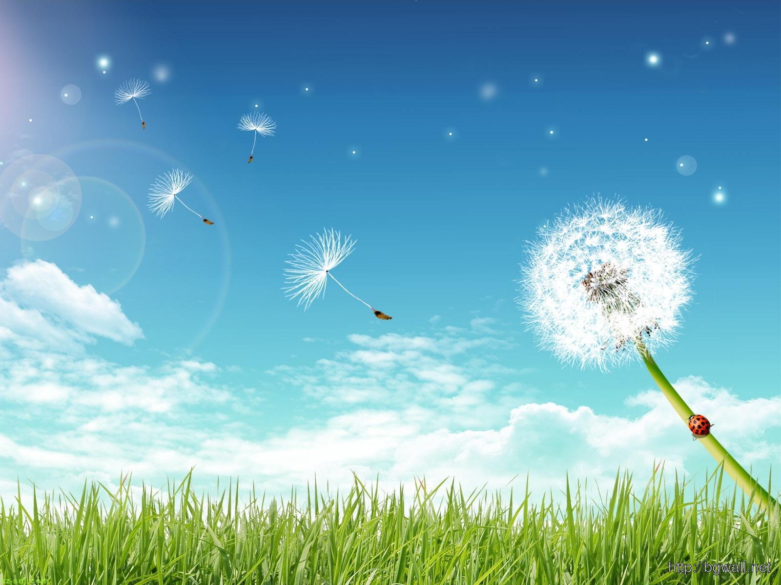 1600x1200 Fly Dandelion Flower Wallpaper PC