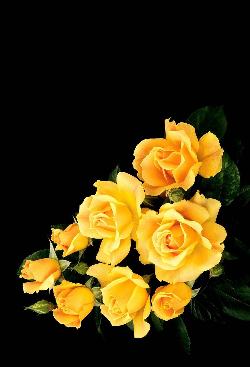 Yellow Roses Wallpapers Top Free Yellow Roses Backgrounds WallpaperAccess