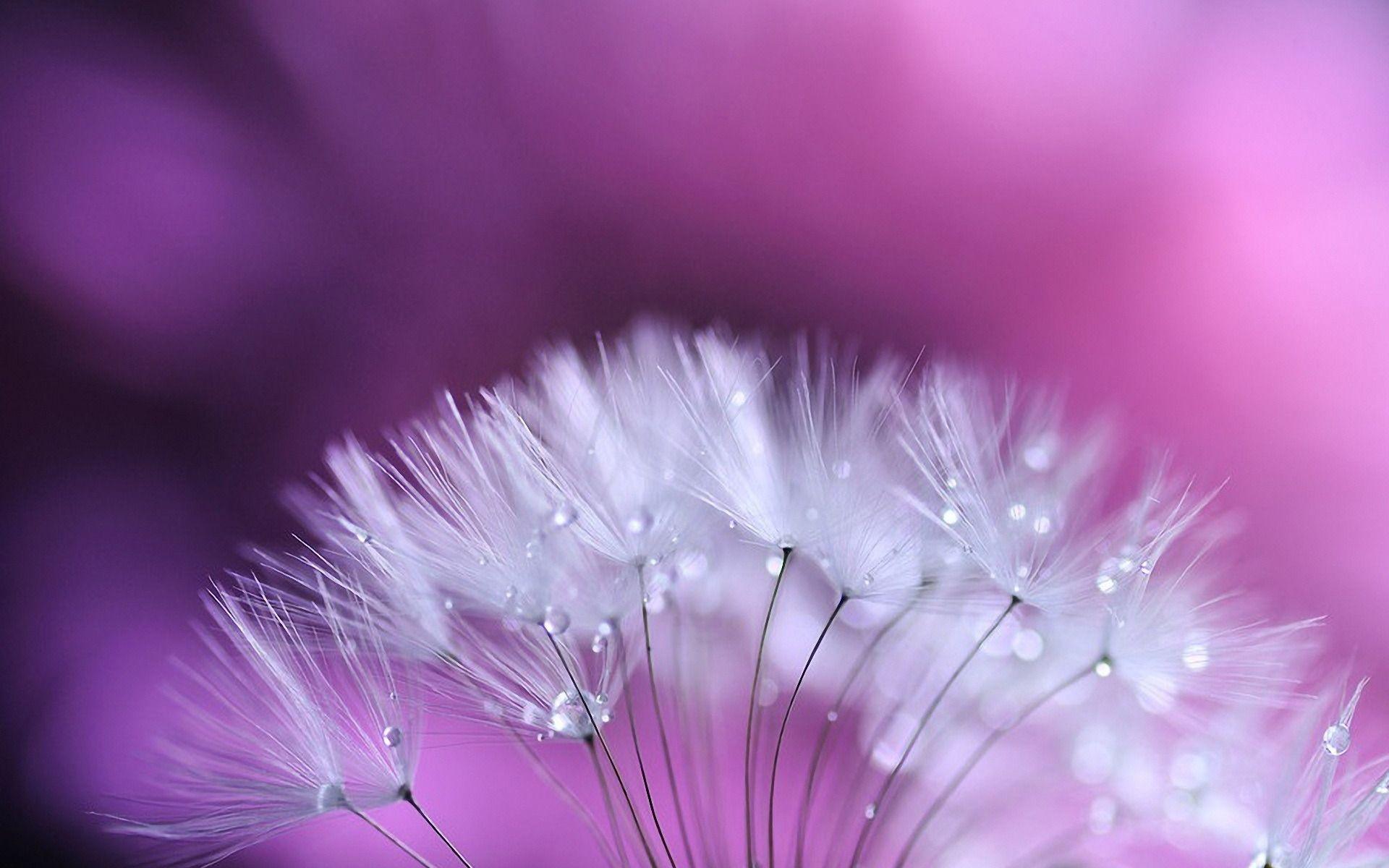 1920x1200 dandelion flower dandelion falling apart flower dandelion flower