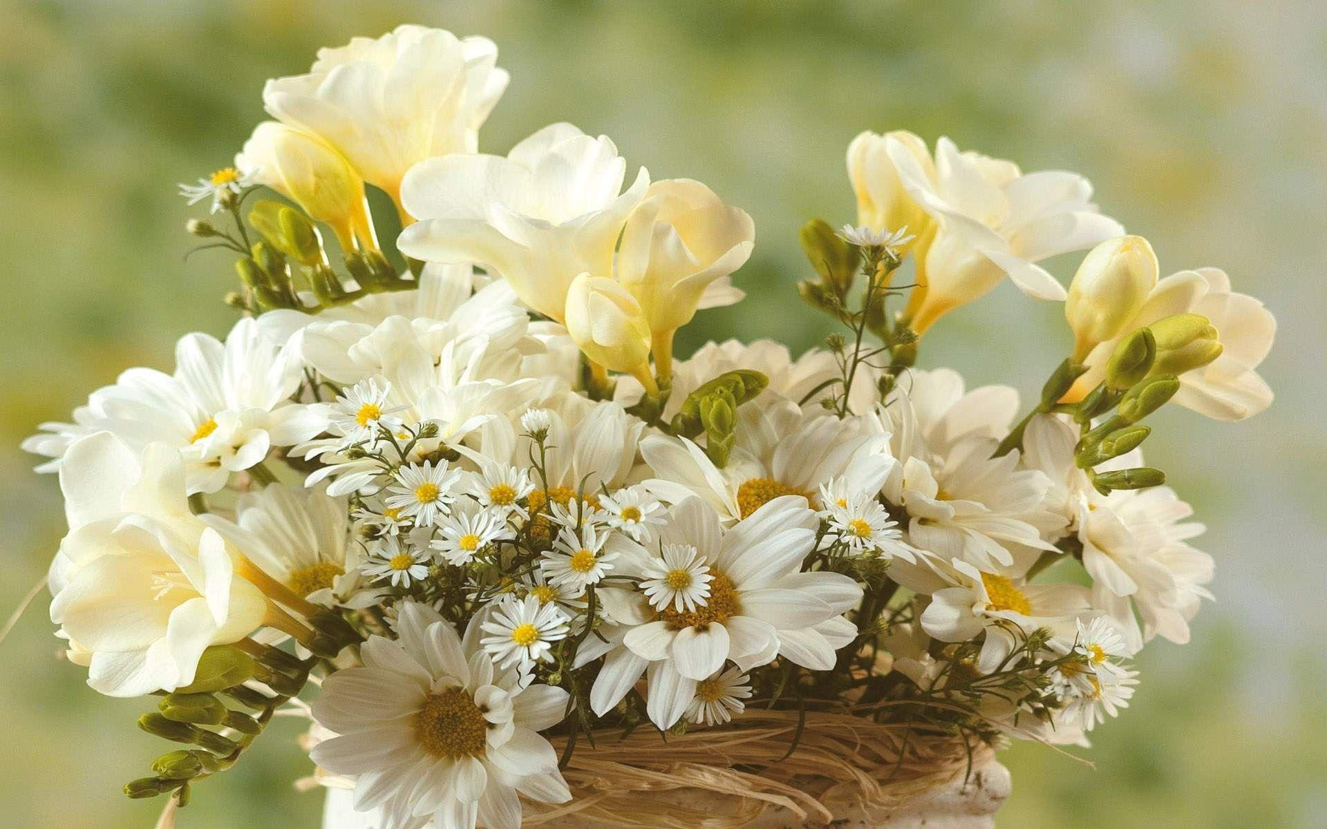 1920x1200 Flowers, wallpaper, sweet, white, blooming, animated, beautiful