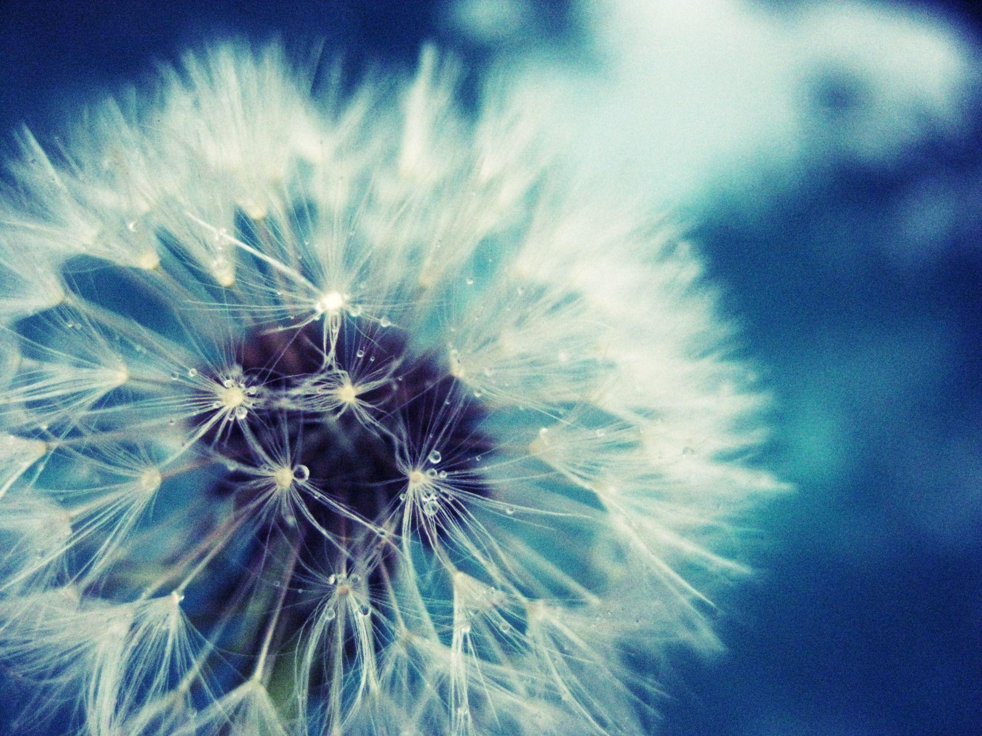 2000x1500 Dandelion Wallpaper