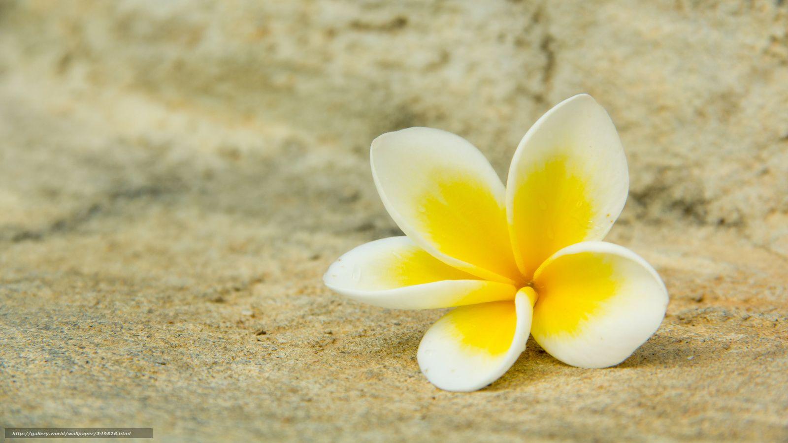 Yellow and White Flower Wallpapers Top Free Yellow and White Flower