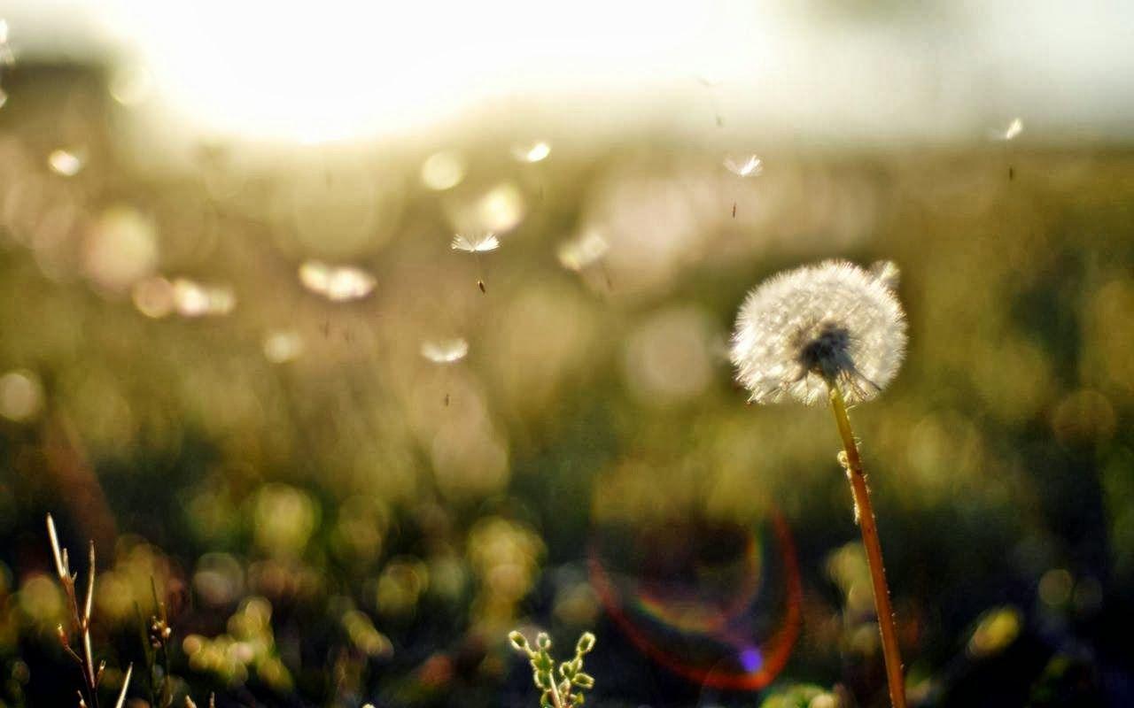 1280x800 HD Dandelion Wallpaper and Photo. HD Flowers Wallpaper