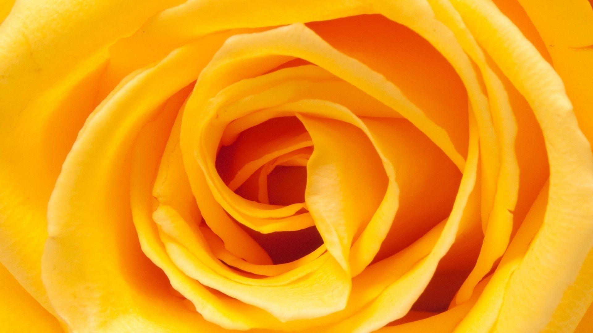 Yellow Roses Wallpapers Top Free Yellow Roses Backgrounds