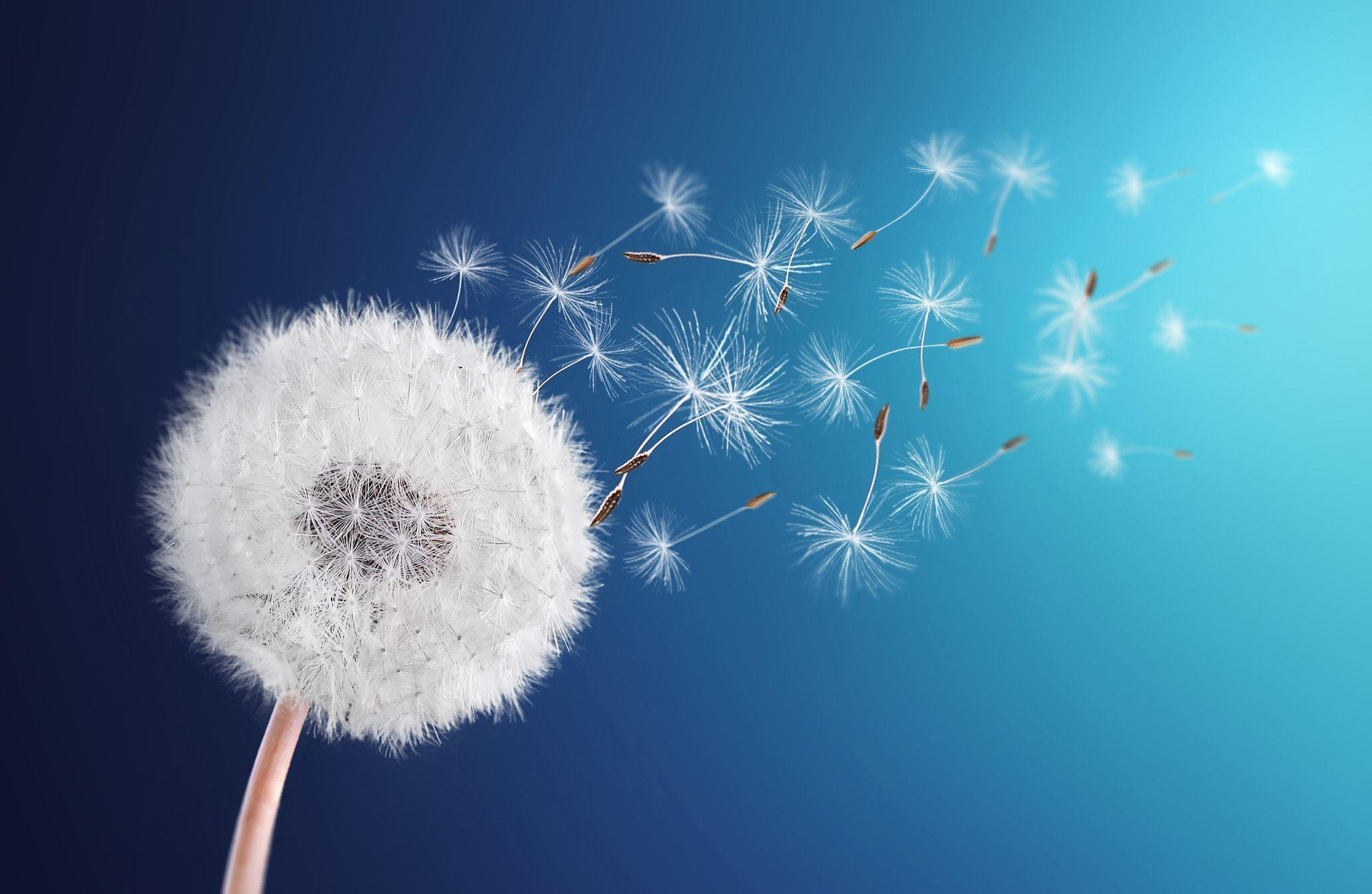 2048x1335 Dandelion Background