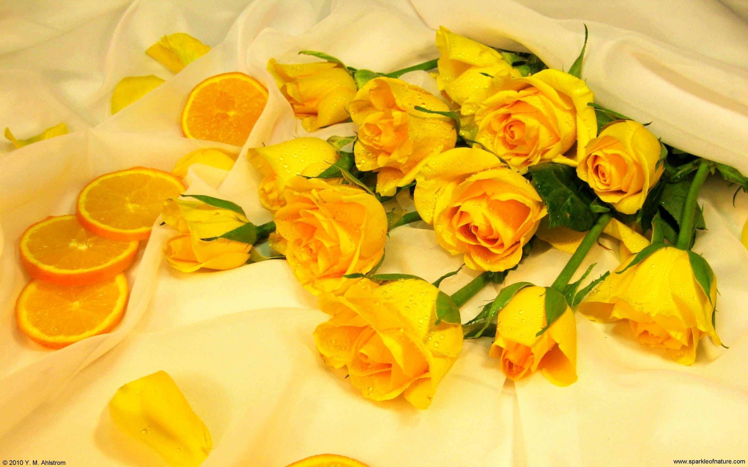 2560x1600 Yellow Rose Wallpaper