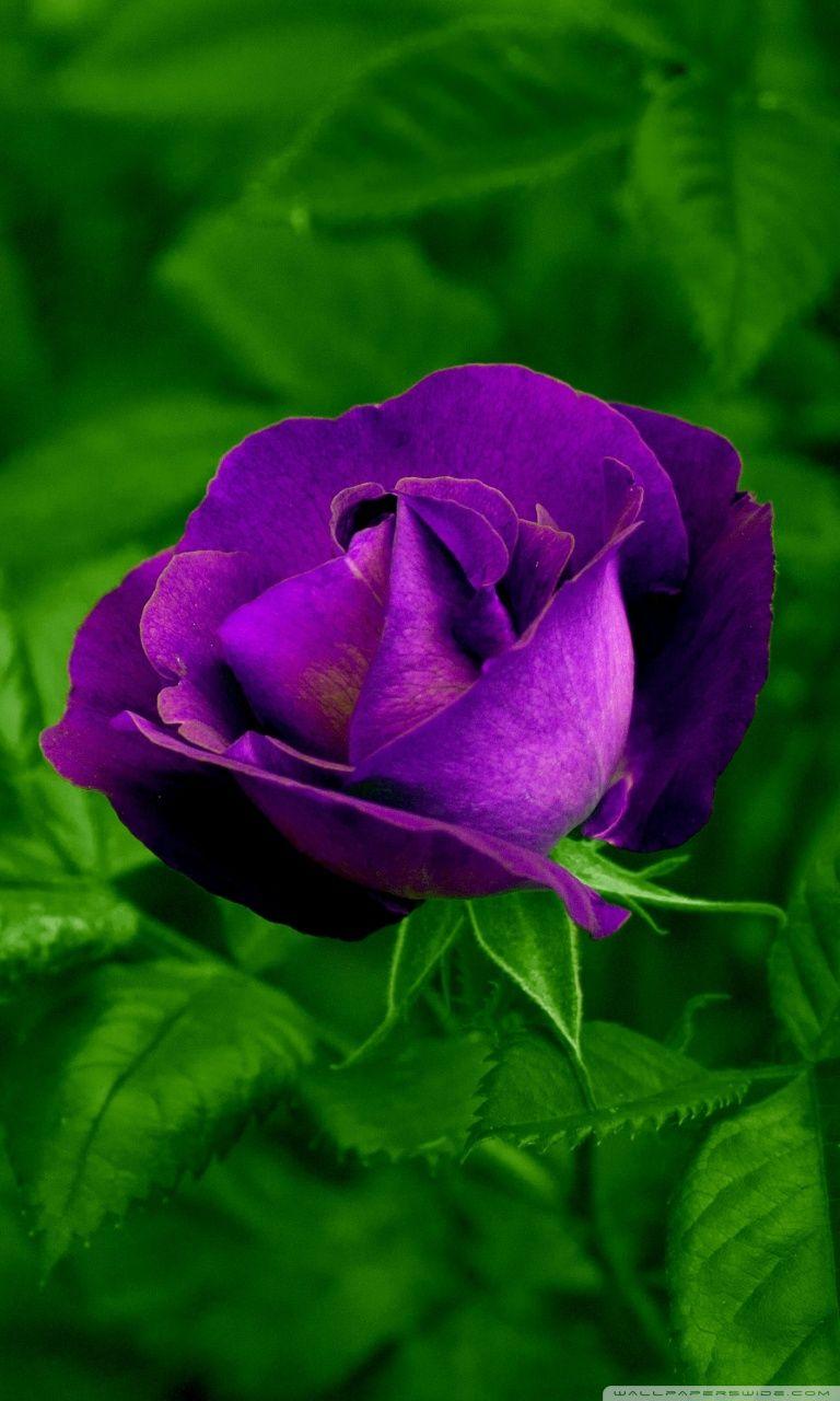 768x1280 Purple Roses Wallpaper HD