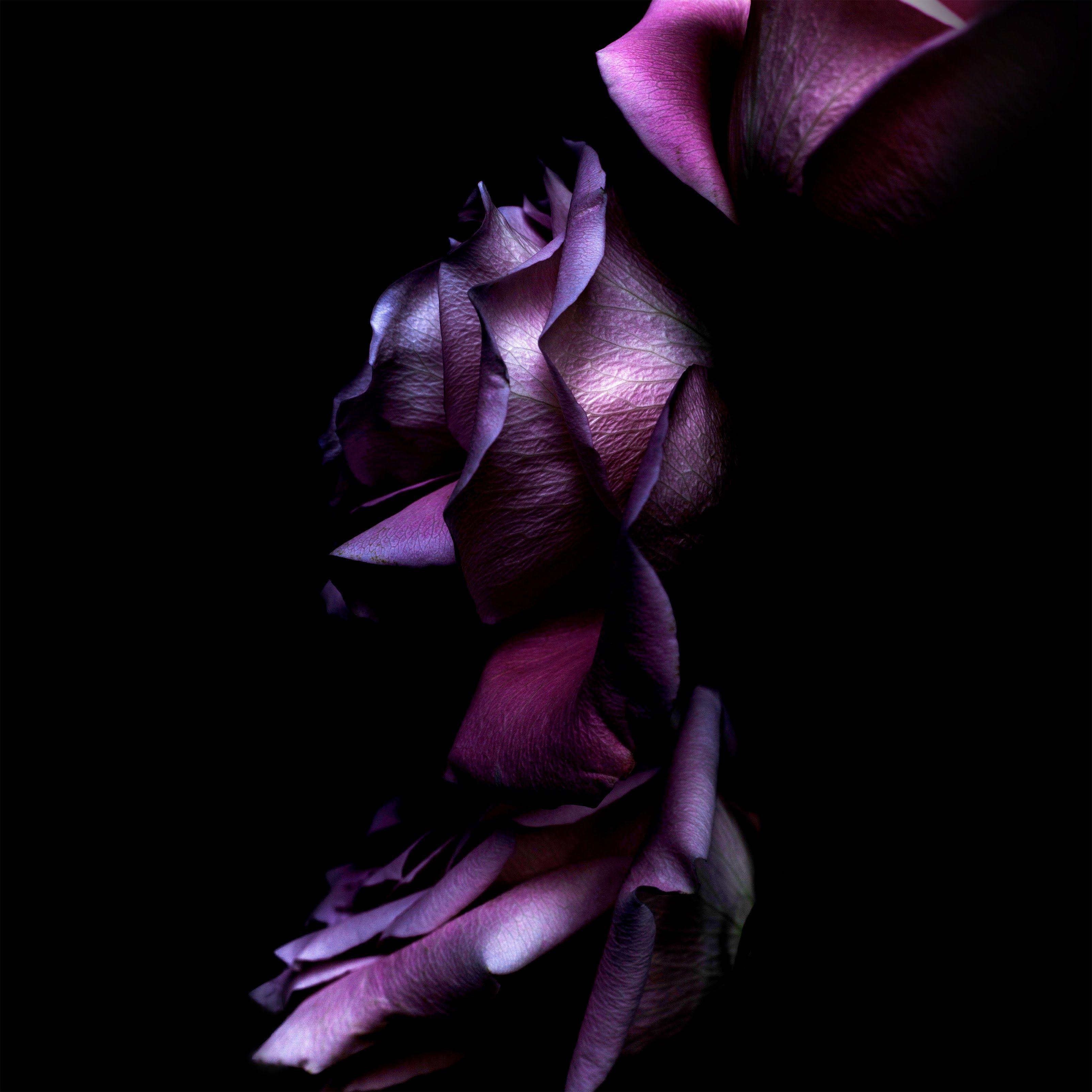 3208x3208 Ios11 Purple Rose 4k Roses iPhone Background, Download