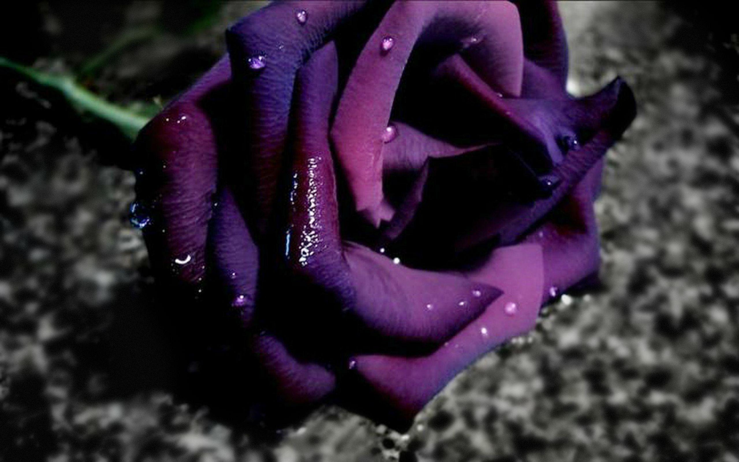 2560x1600 Purple Roses Wallpaper 29508 2560x1600px