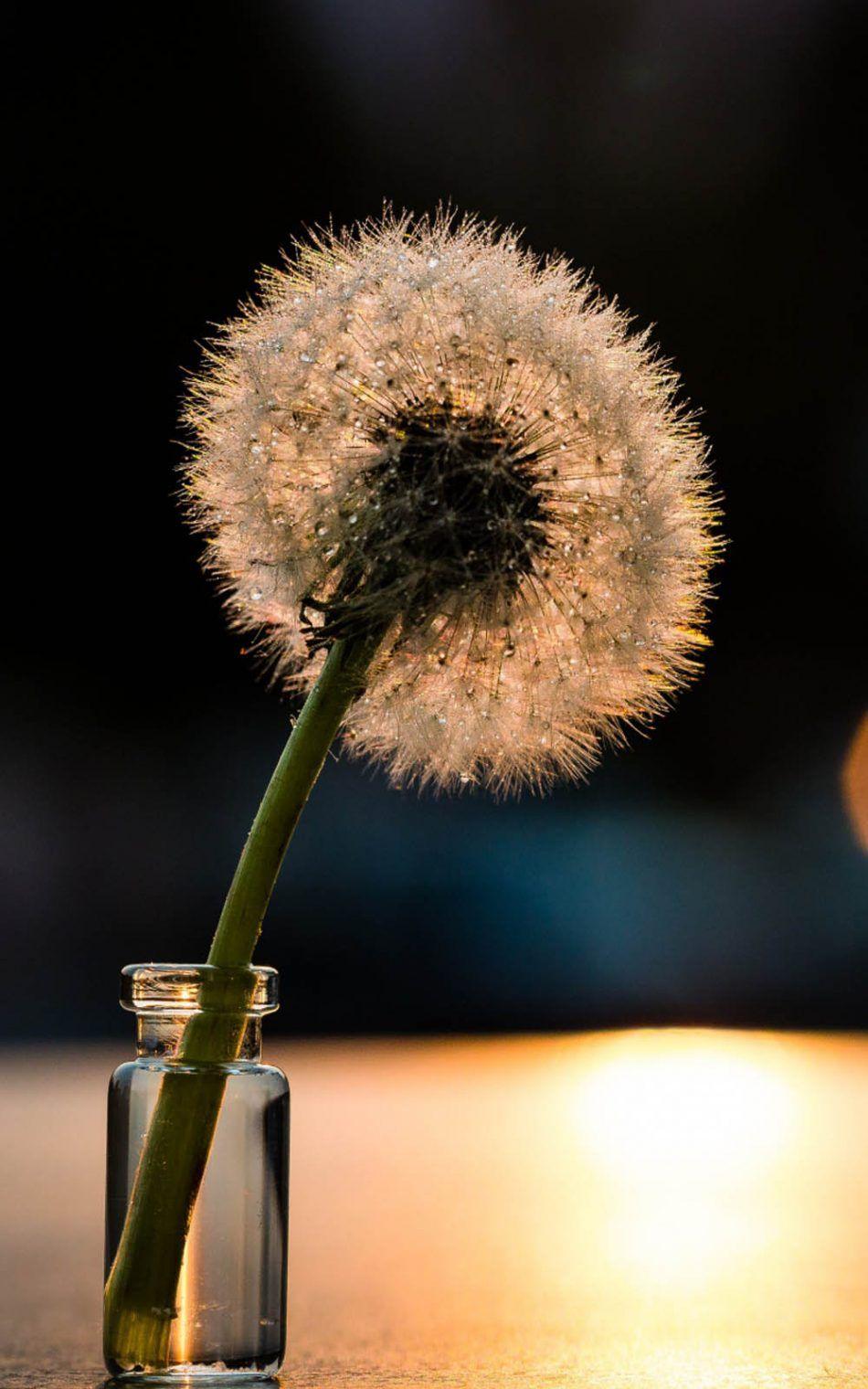 950x1520 Dandelion Flower HD Mobile Wallpaper De Leon 4k, Download