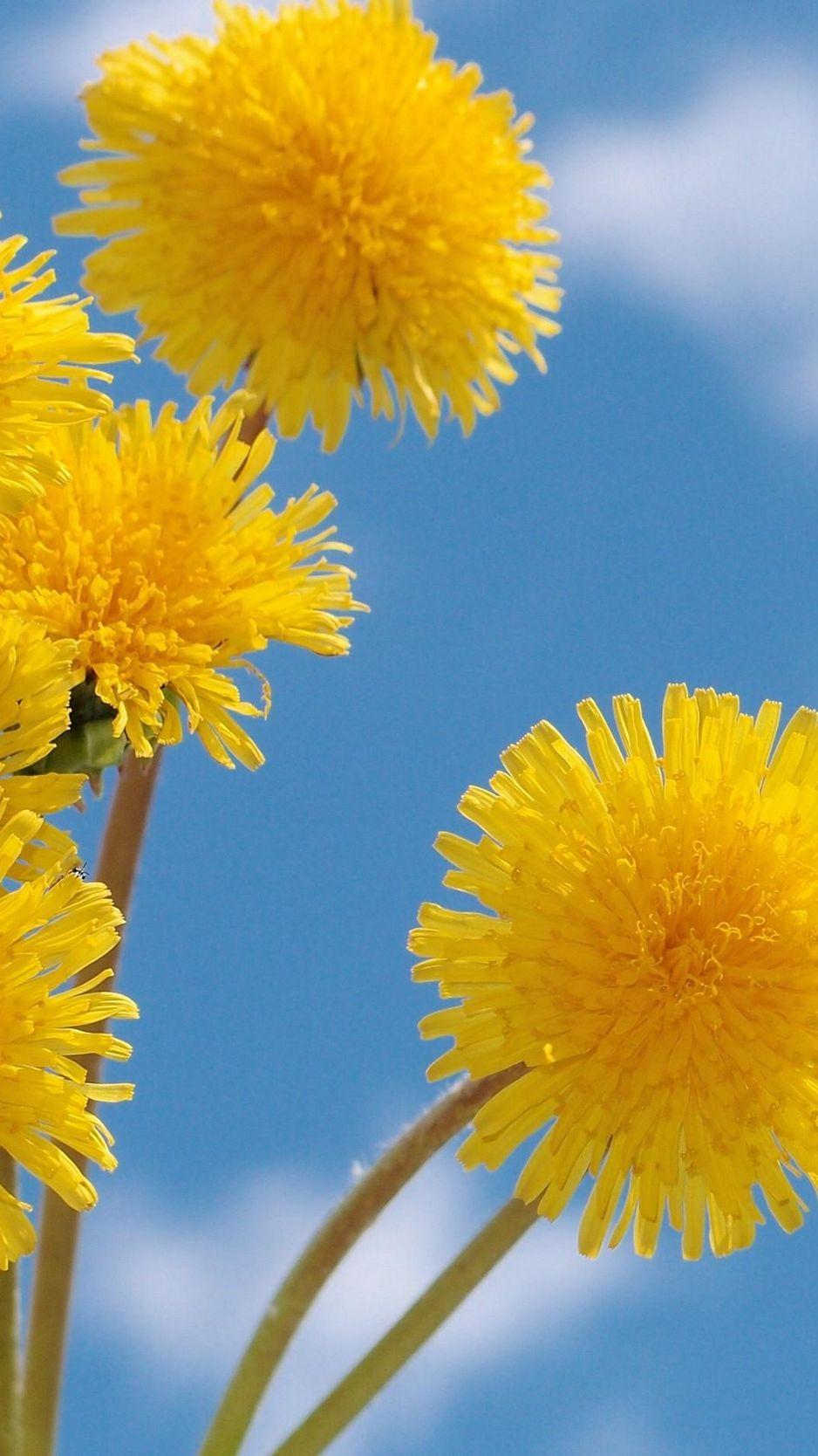 938x1668 Wallpaper Dandelions, Flowers, Yellow, Fluffy, Sky