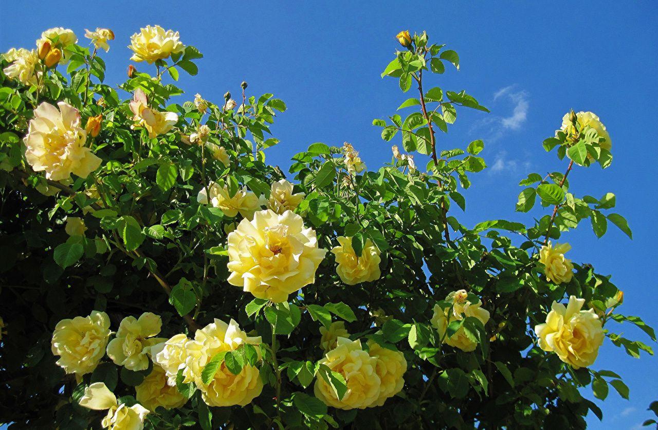 1280x836 Desktop Wallpaper Roses Yellow Flowers Branches Closeup