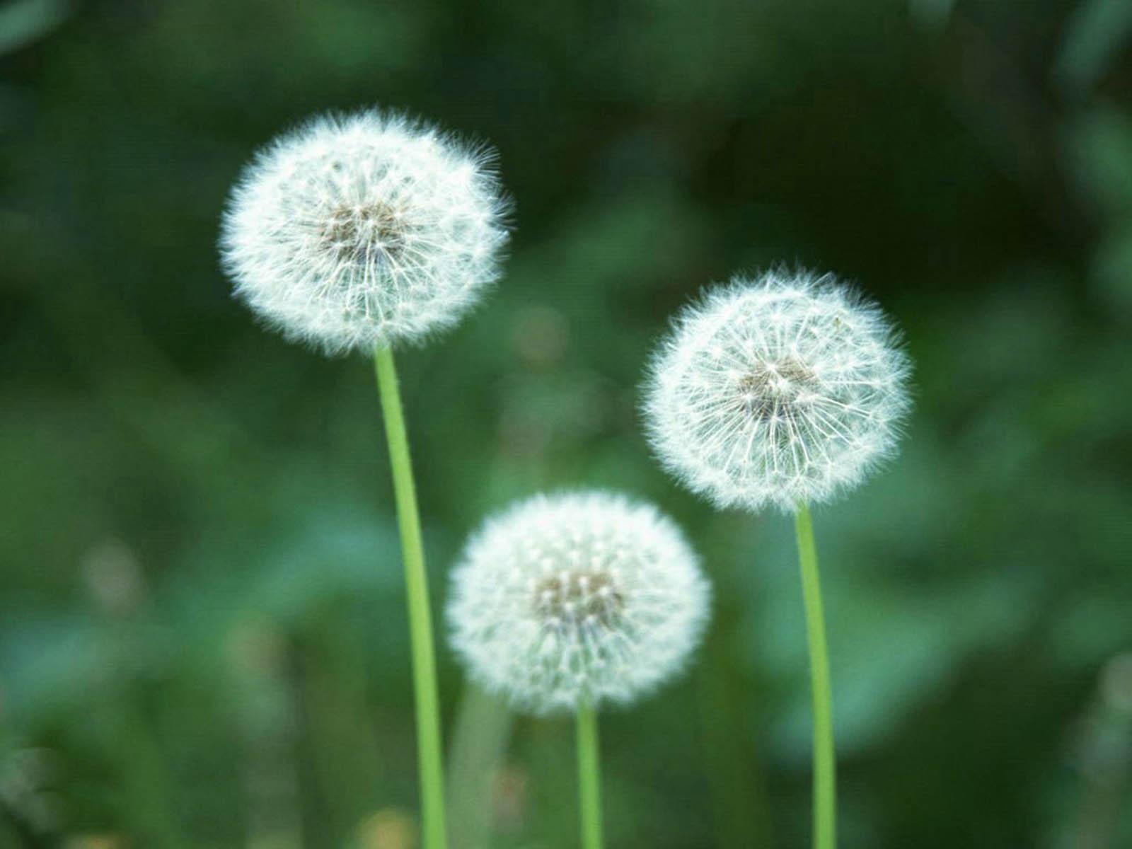 1600x1200 Free download Dandelion Flowers Wallpaper DandelionFlowers