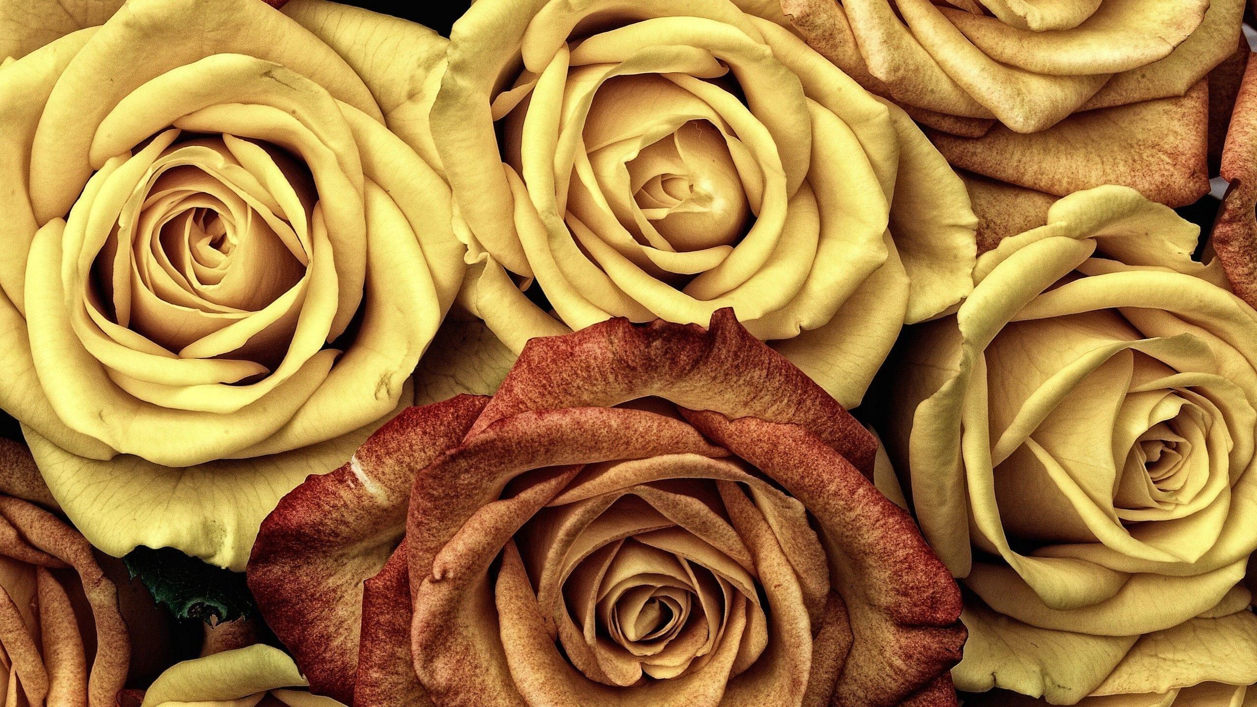 Yellow Roses Wallpapers Top Free Yellow Roses Backgrounds