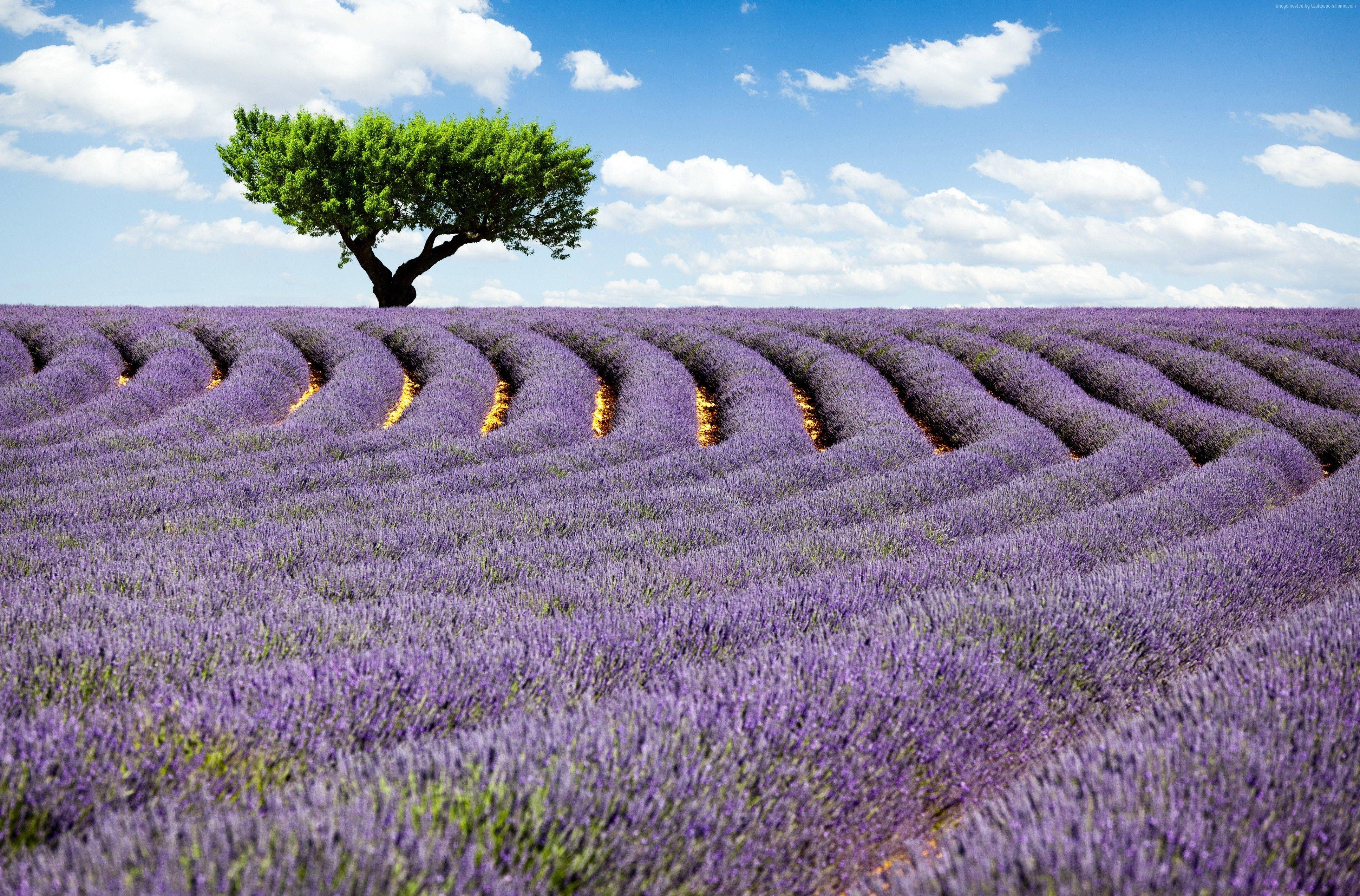 Cánh đồng oải hương Pháp là nơi lãng mạn và thơ mộng nhất. Nếu bạn muốn trải nghiệm vẻ đẹp tuyệt vời của những cánh đồng này, hãy xem hình ảnh liên quan!