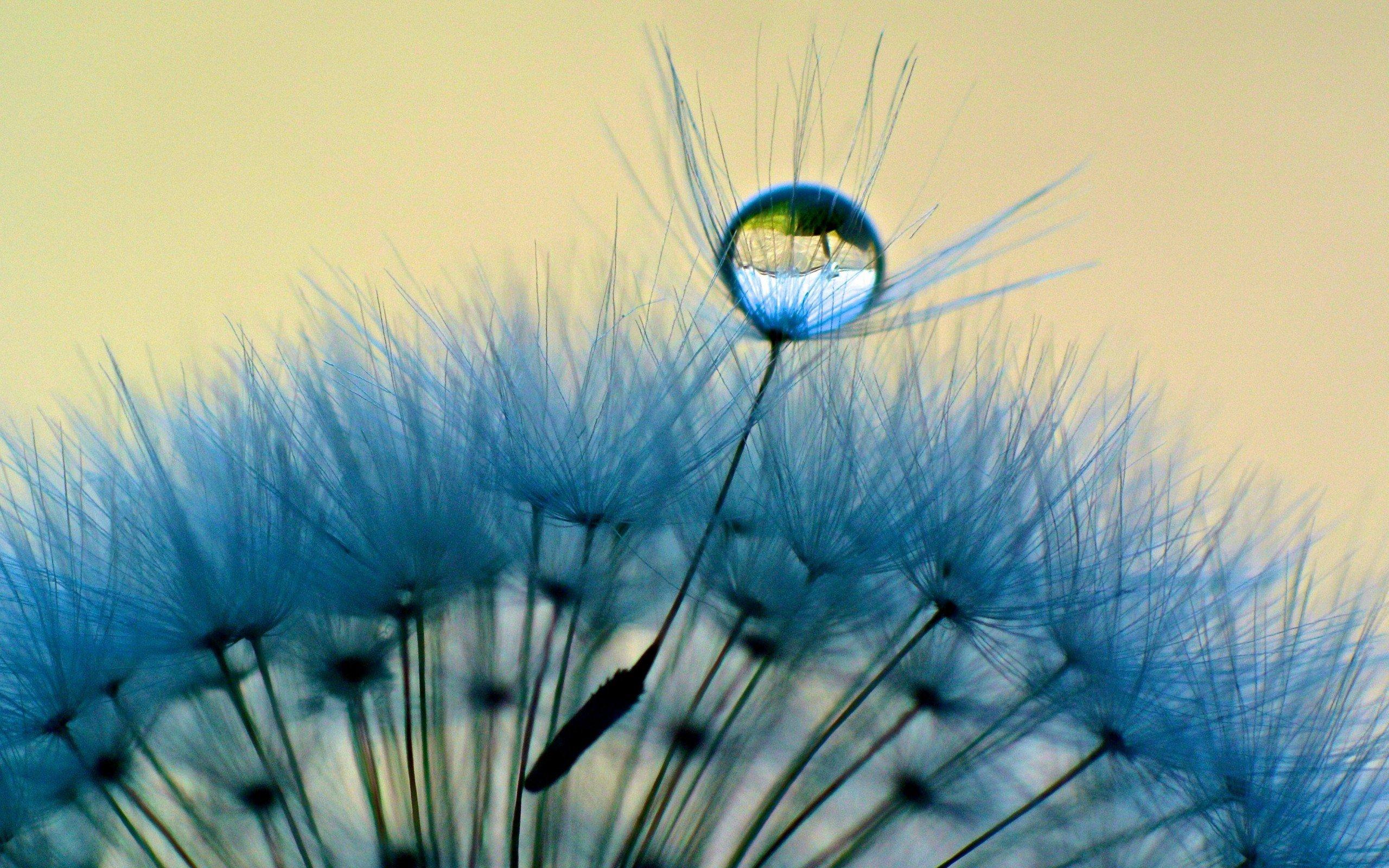 2560x1600 Drop Water On Dandelion Flower Macro Wallpaper HD