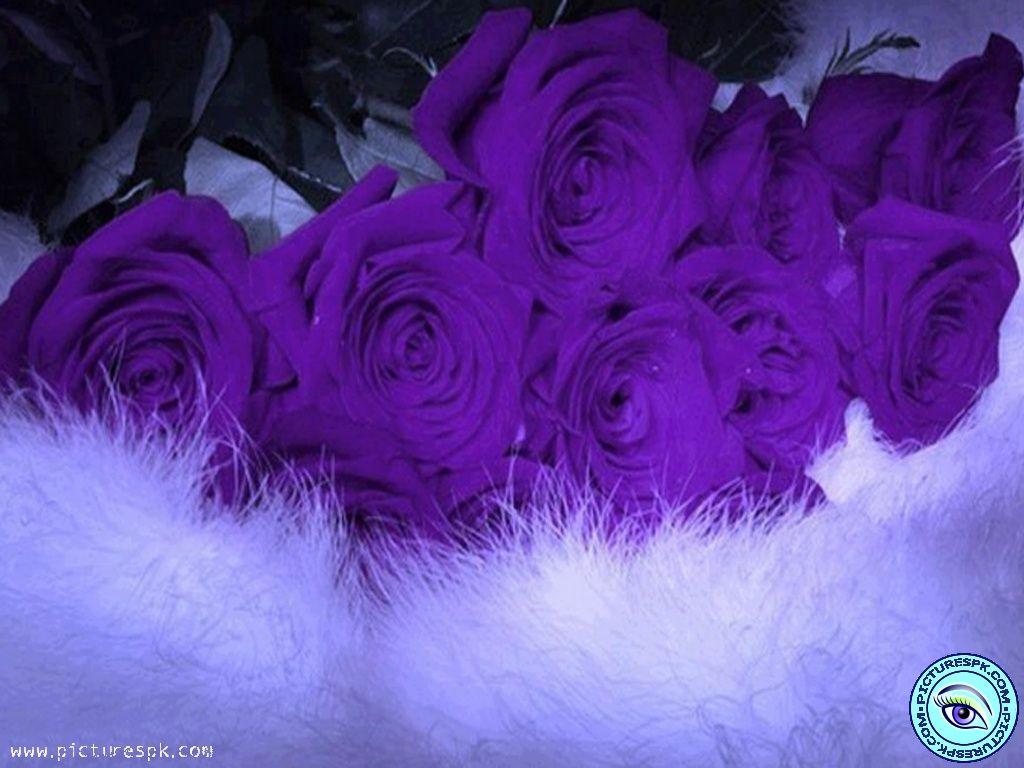 1024x768 Purple Roses Wallpaper
