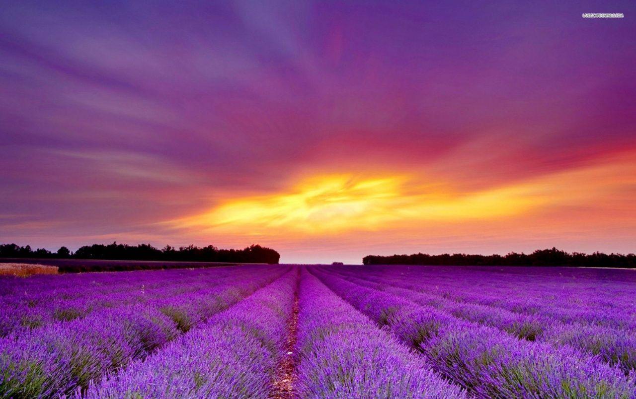 1280x804 Originalwide Lavender Field & Purple Sunset Wallpaper