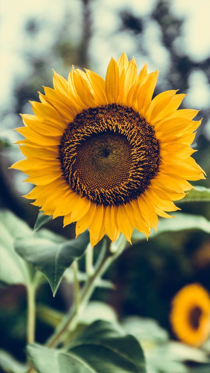736x1308 Super Pretty Sunflower iPhone Wallpaper